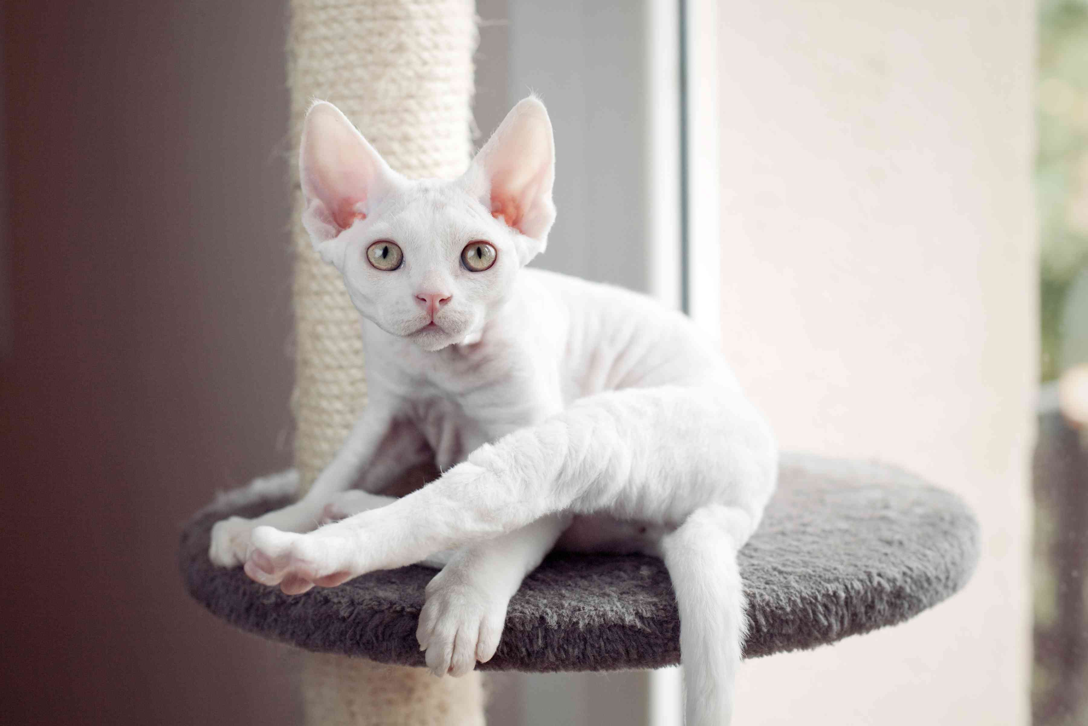 White Devon Rax on Cat Perch