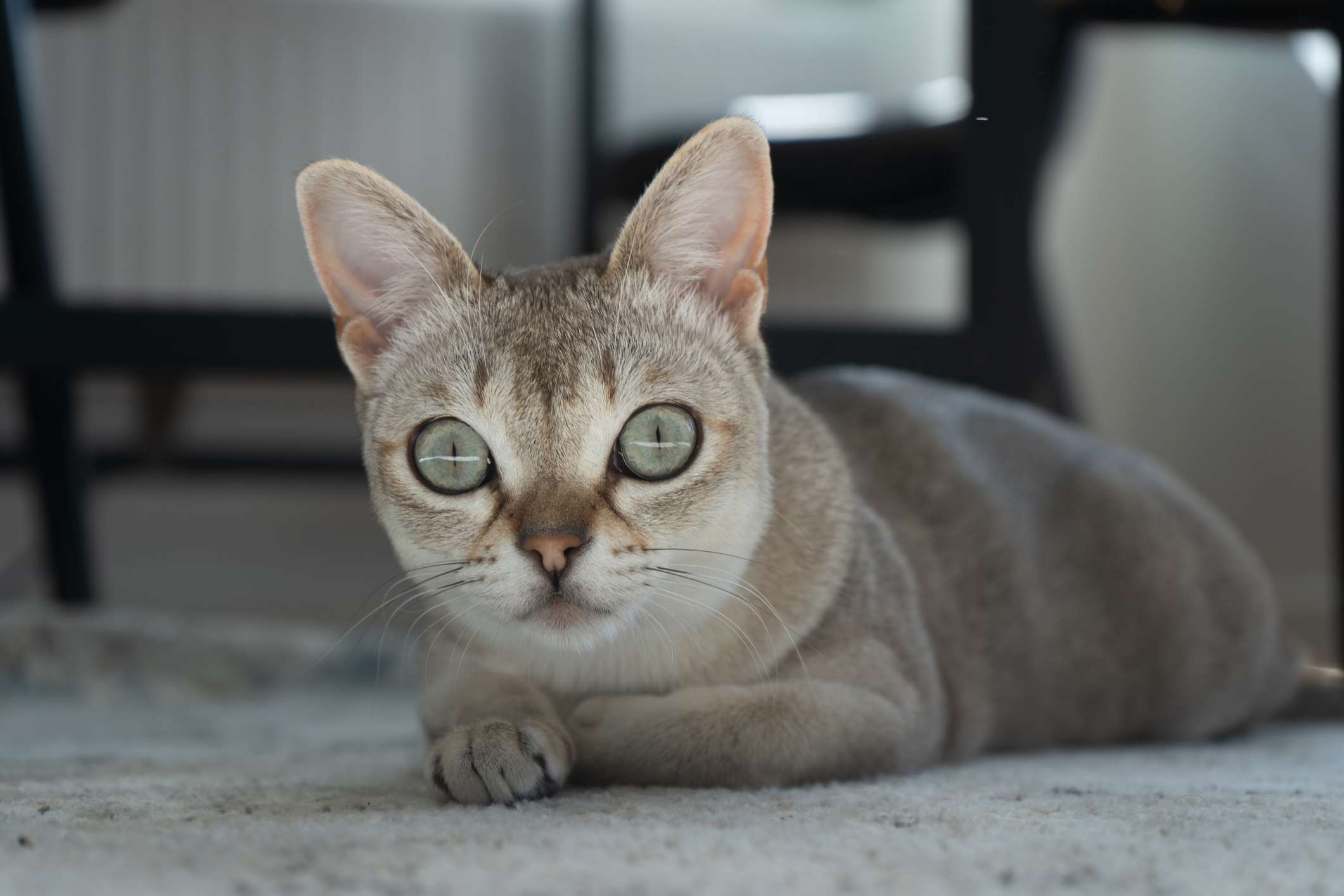 Singapura cat with big eyes