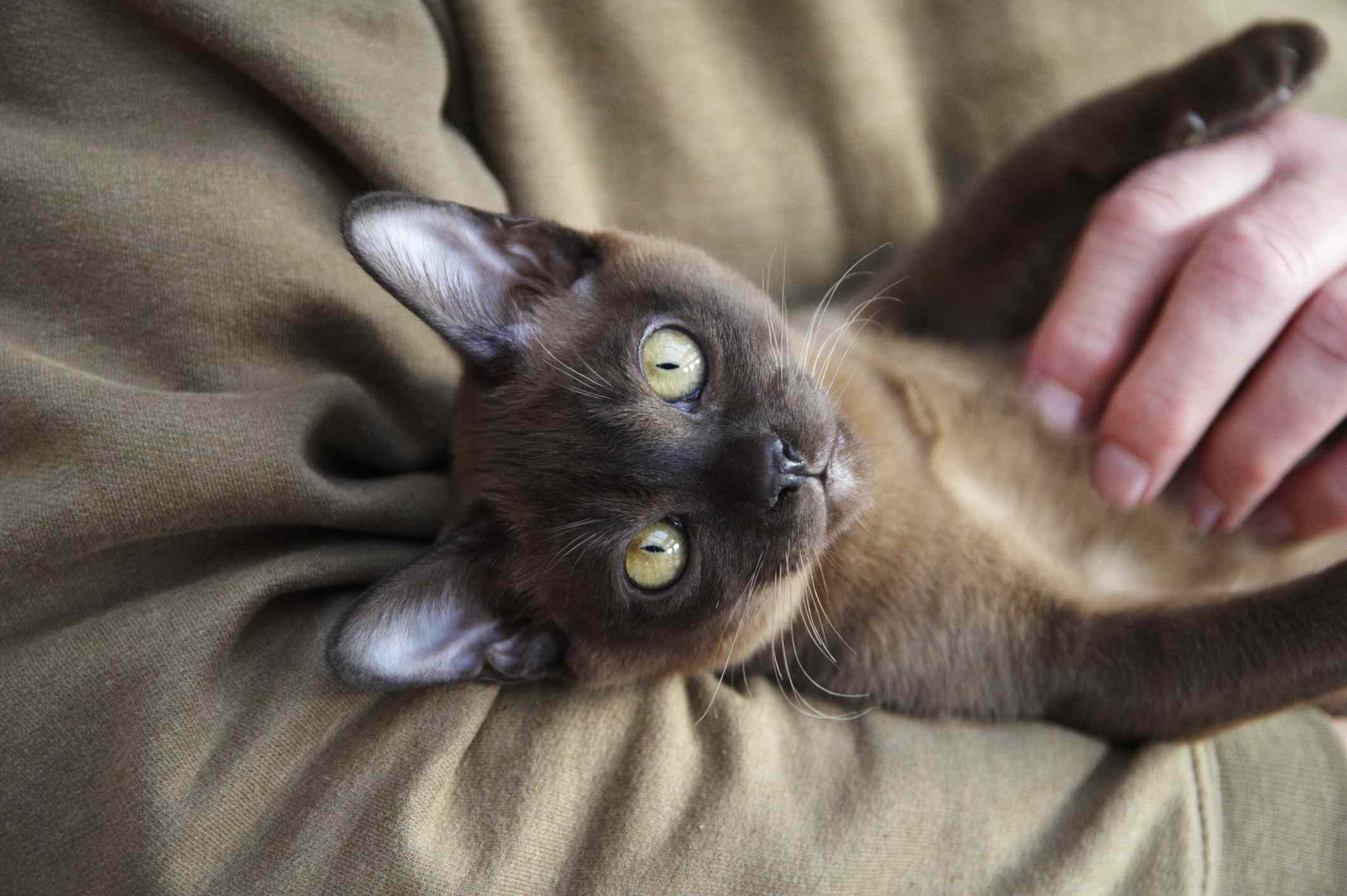 Burmese kitten with big eyes
