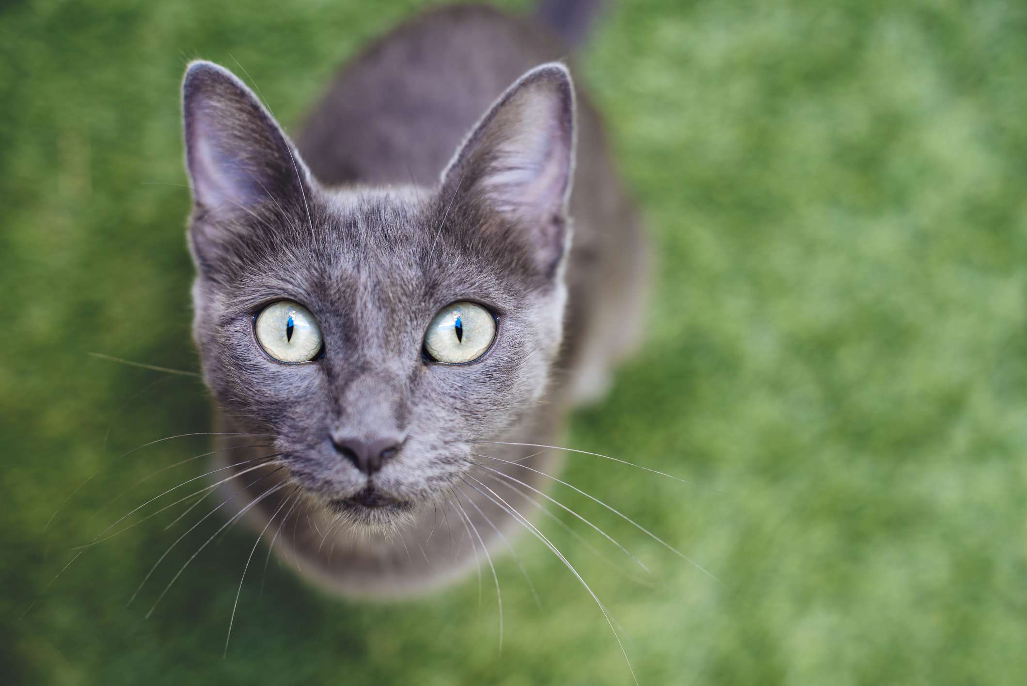 Russian blue cat with big eyes