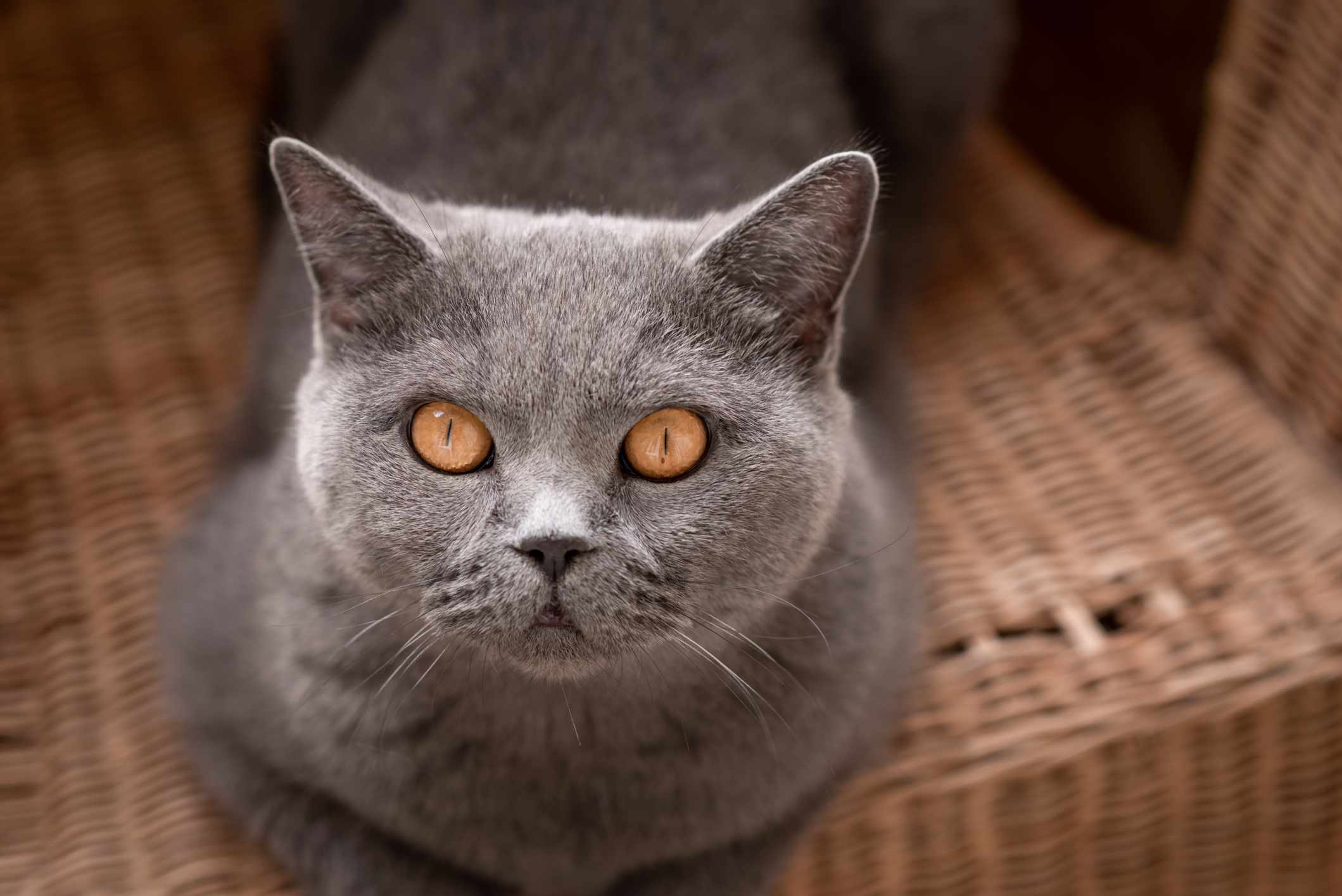 British shorthair cat with big copper eyes