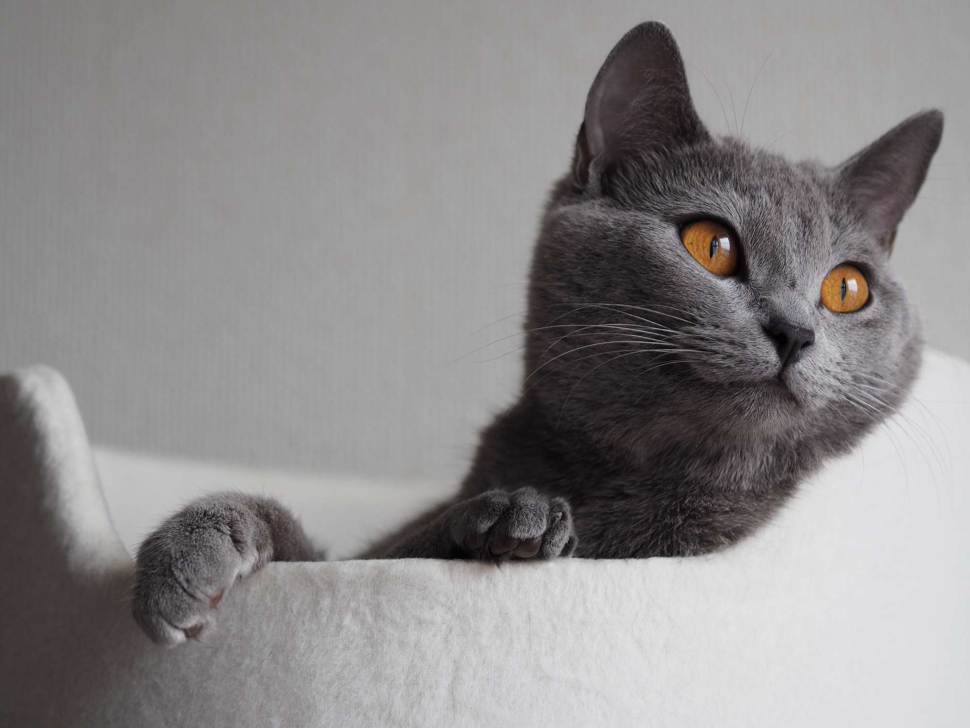 Chartreux cat with big eyes