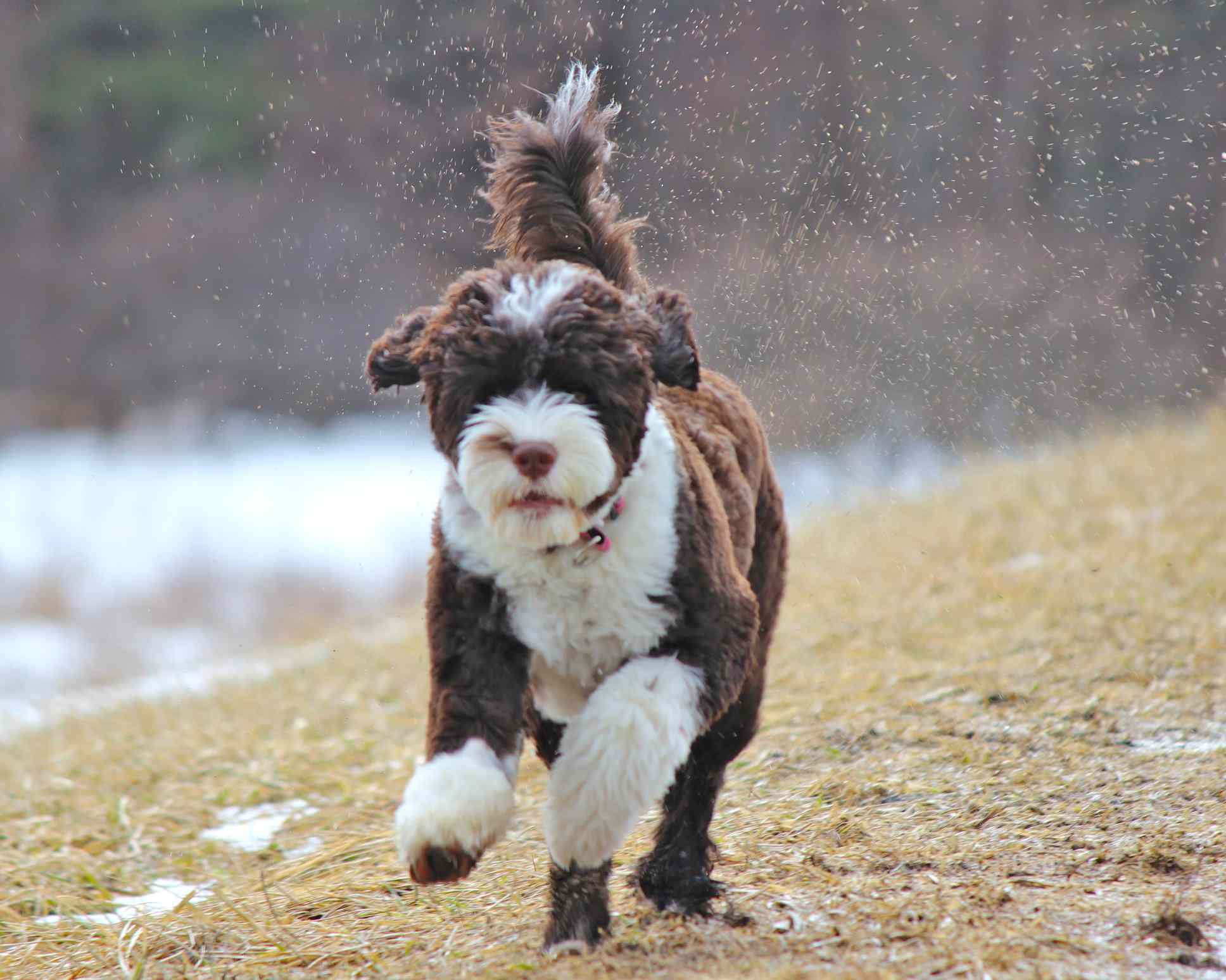 Portuguese Water Dog running