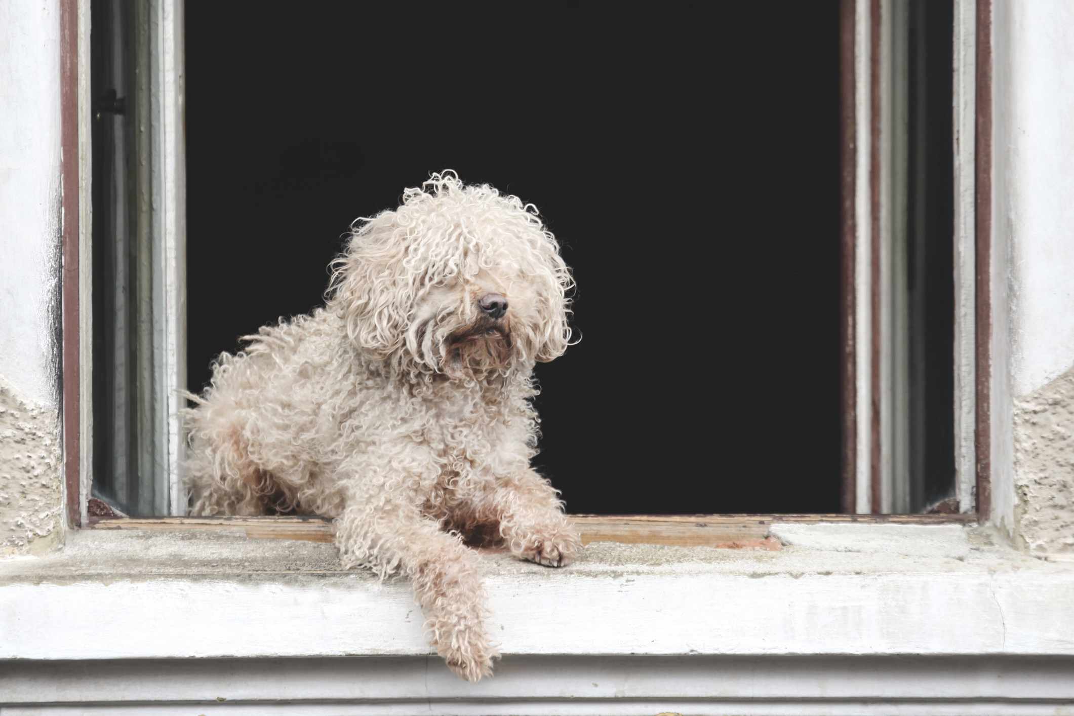 Puli dog sitting in window