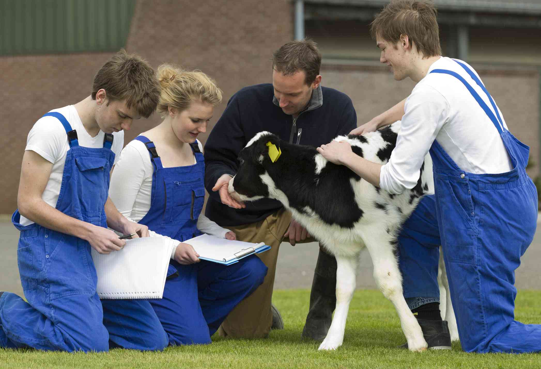 Vet Students with Cow