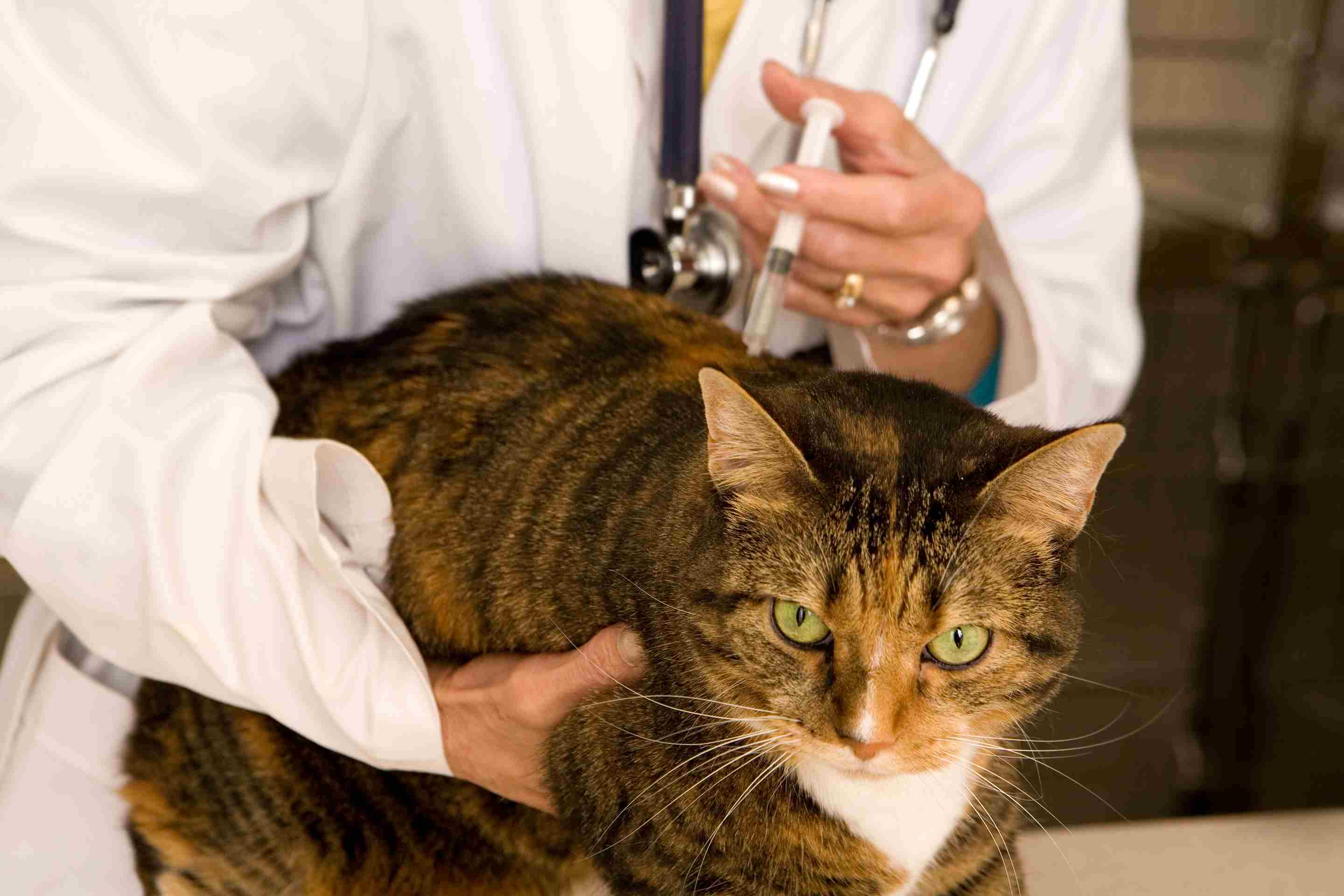 Cat Getting Vaccinated