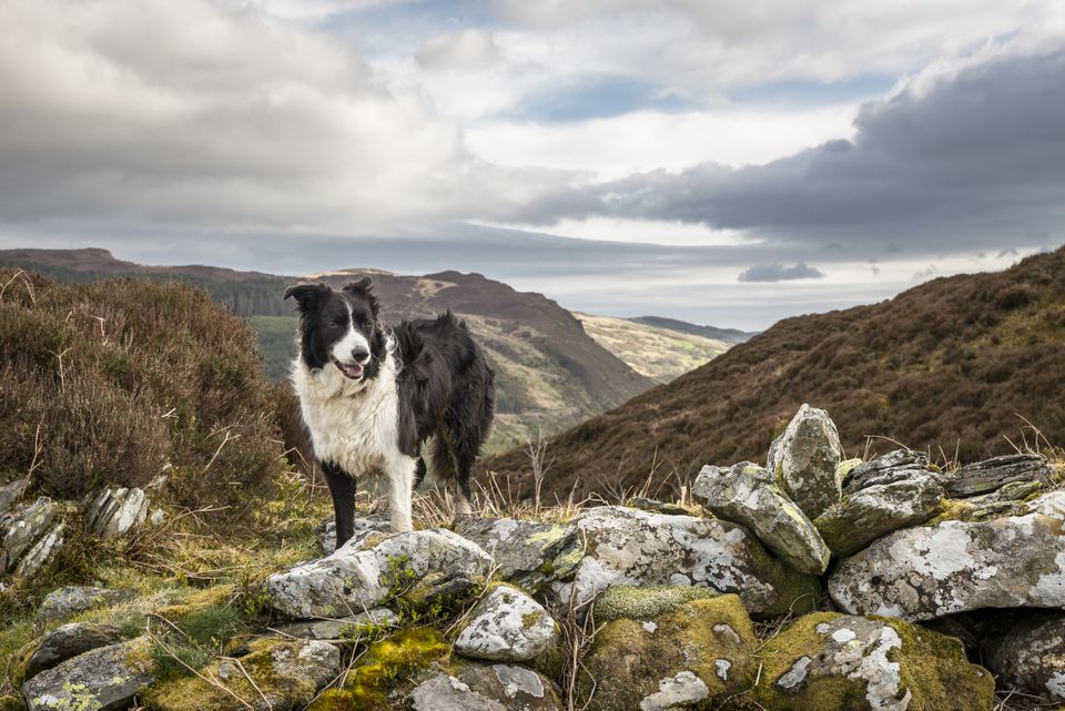 Border Collie standing on top of rugged, hilly landscape.