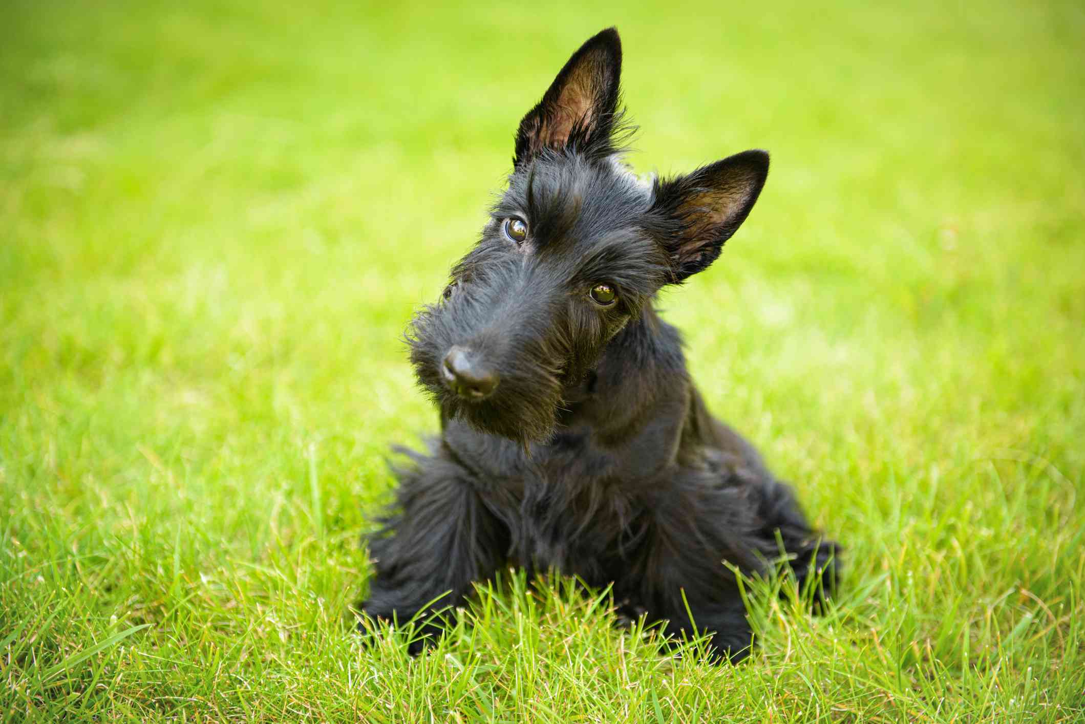 Scottish Terrier in the grass with head tilted looking at camera.