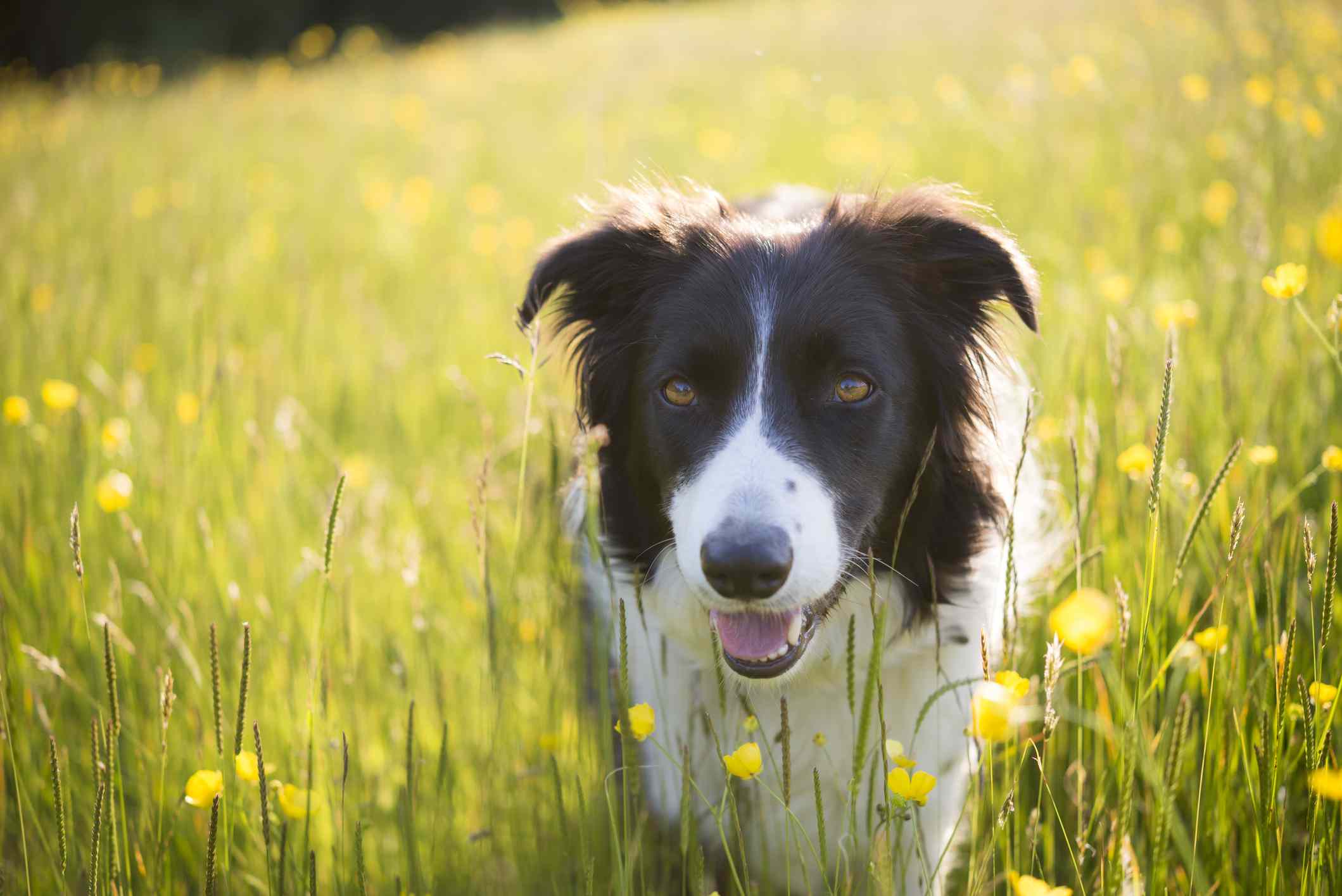 Border Collie in field of tall grass and flowers.