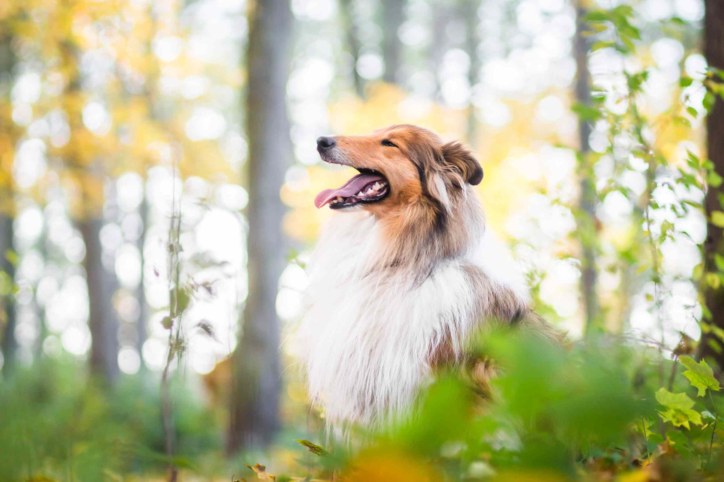 Side profile of Rough Collie in the forest.