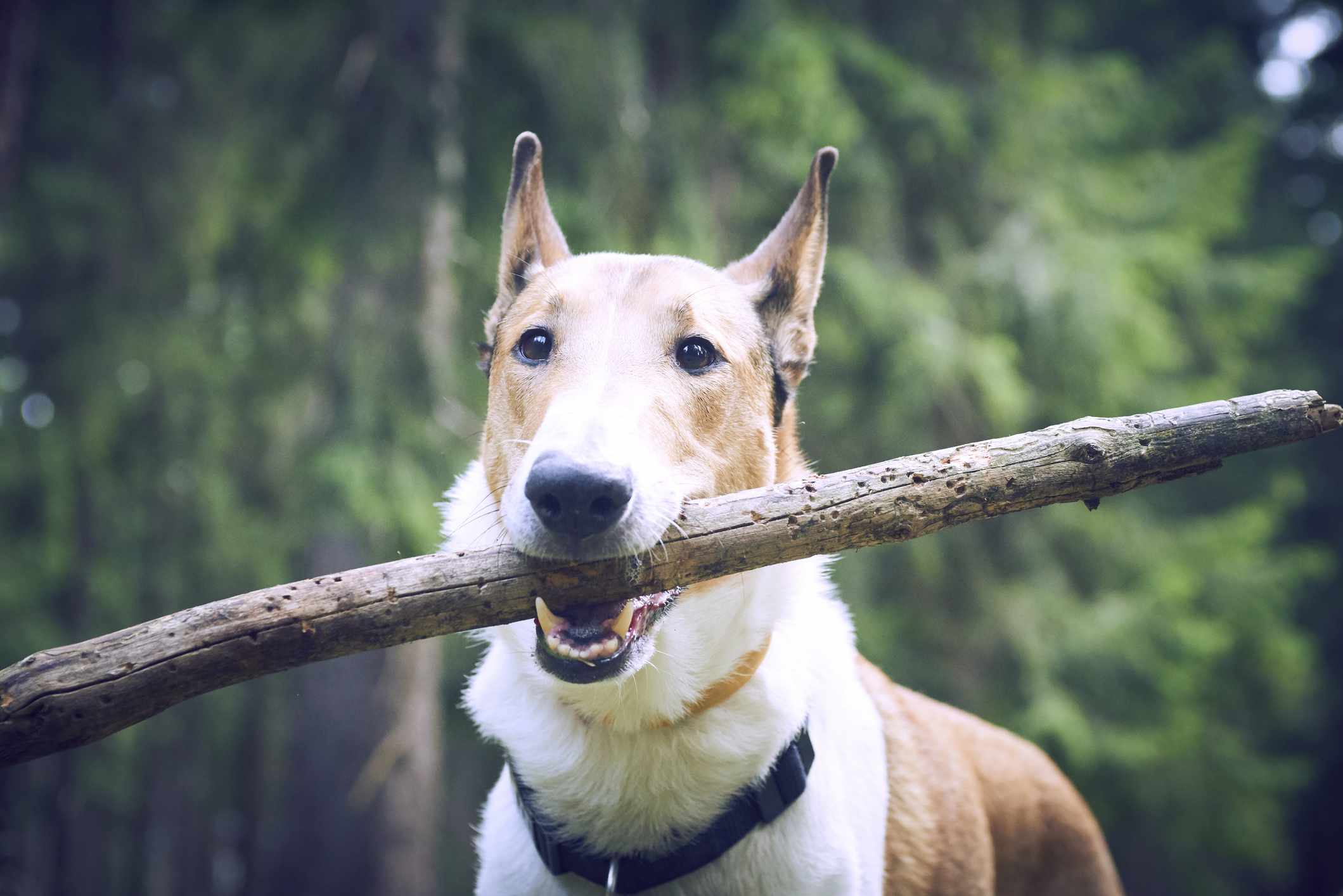 Brown and white smooth collie with large stick in its mouth.