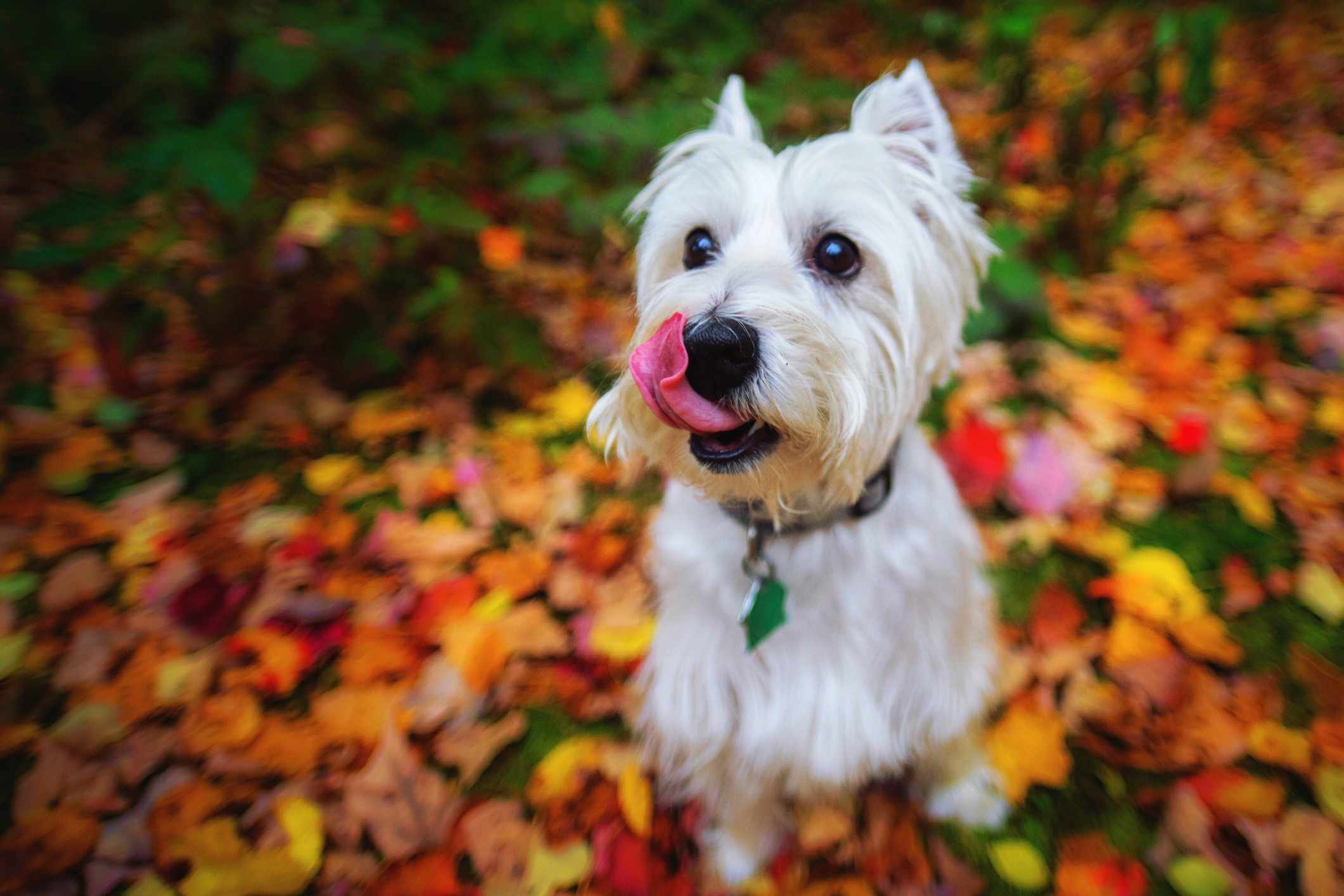 West Highland White Terrier with tongue licking nose sitting on a bed of leaves.