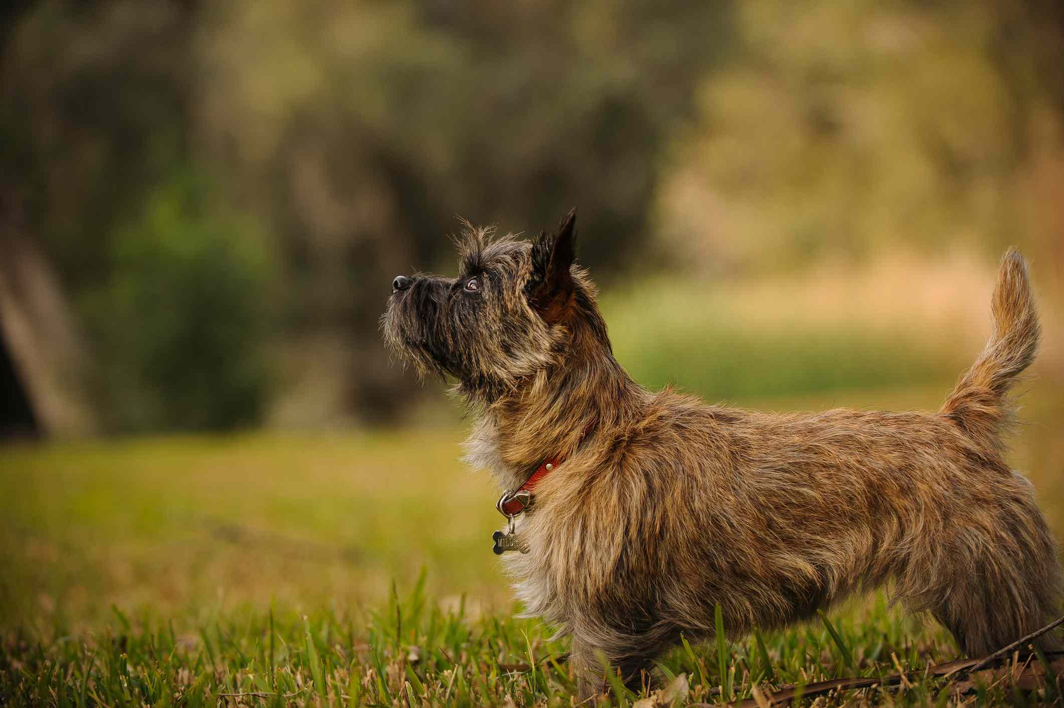 Side profile of Cairn Terrier in grassy field.