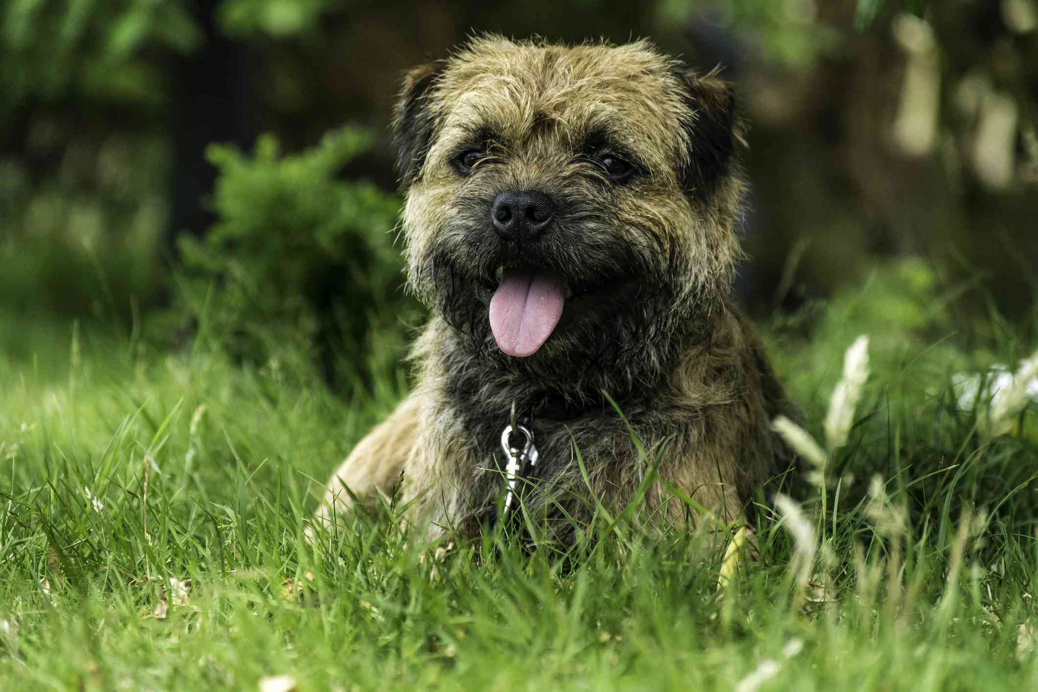 Border Terrier with tongue hanging out sitting in grassy field