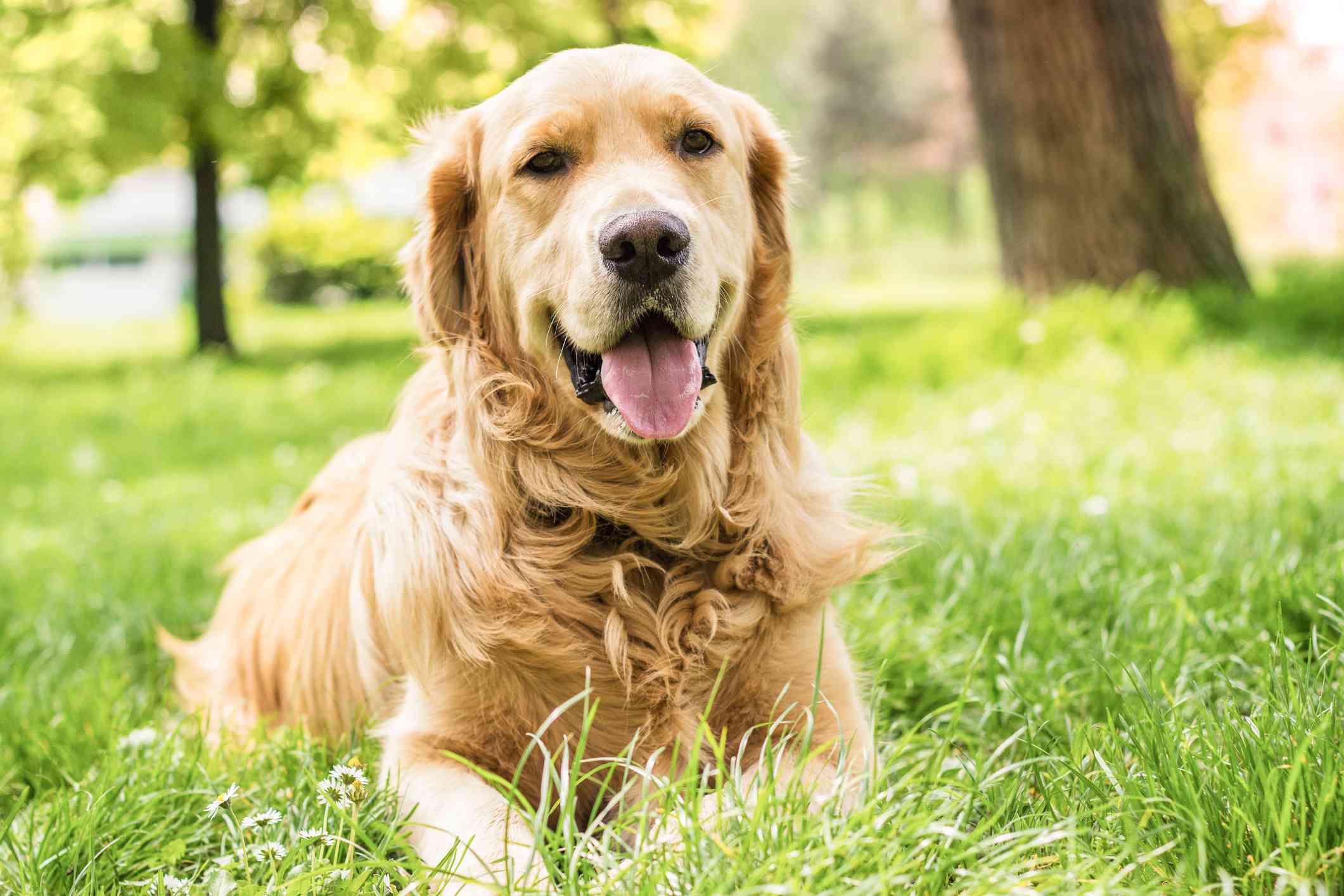 Golden Retriever laying in grass and staring at the camera with a smile