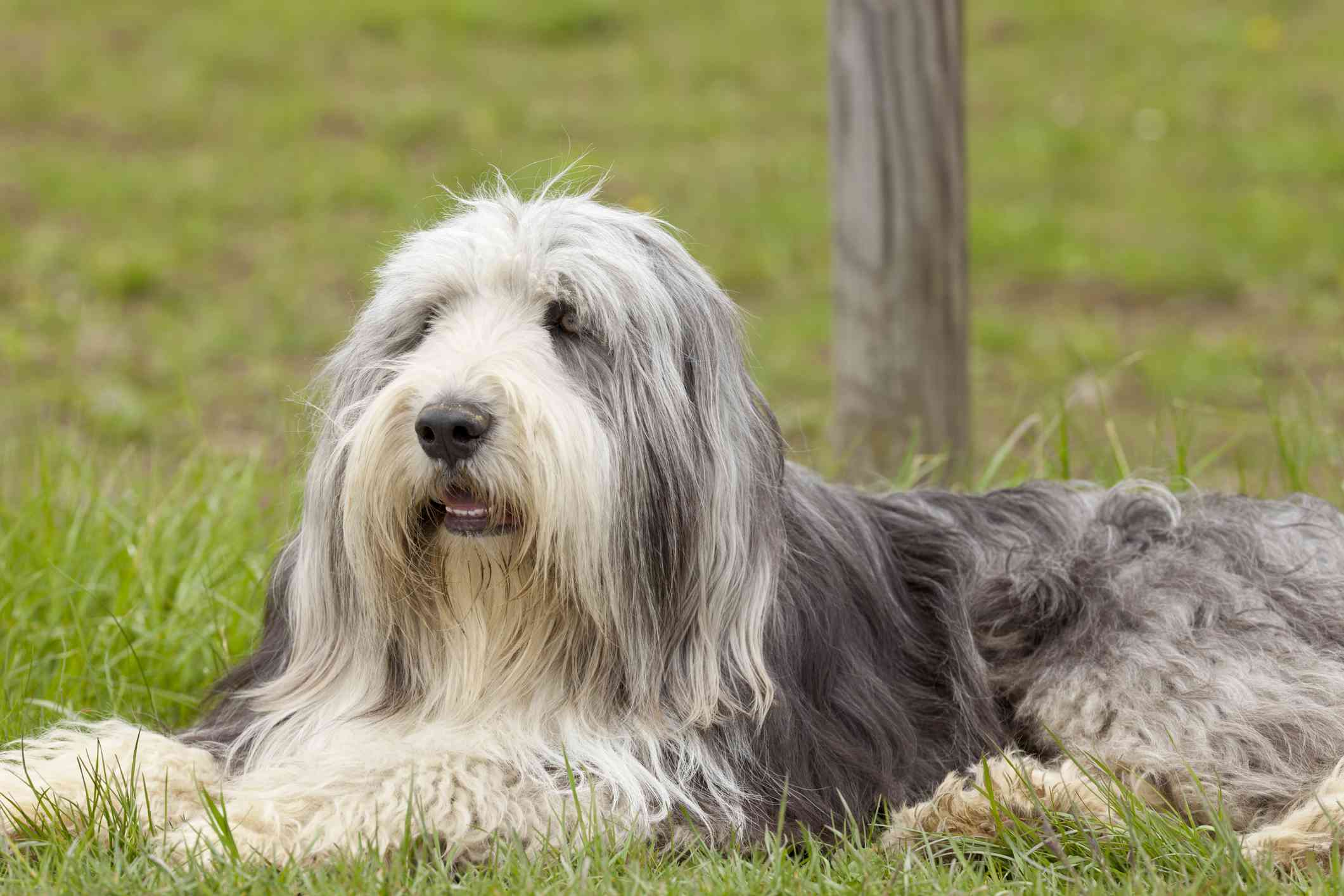 Bearded Collie laying down in grass in front of a tree