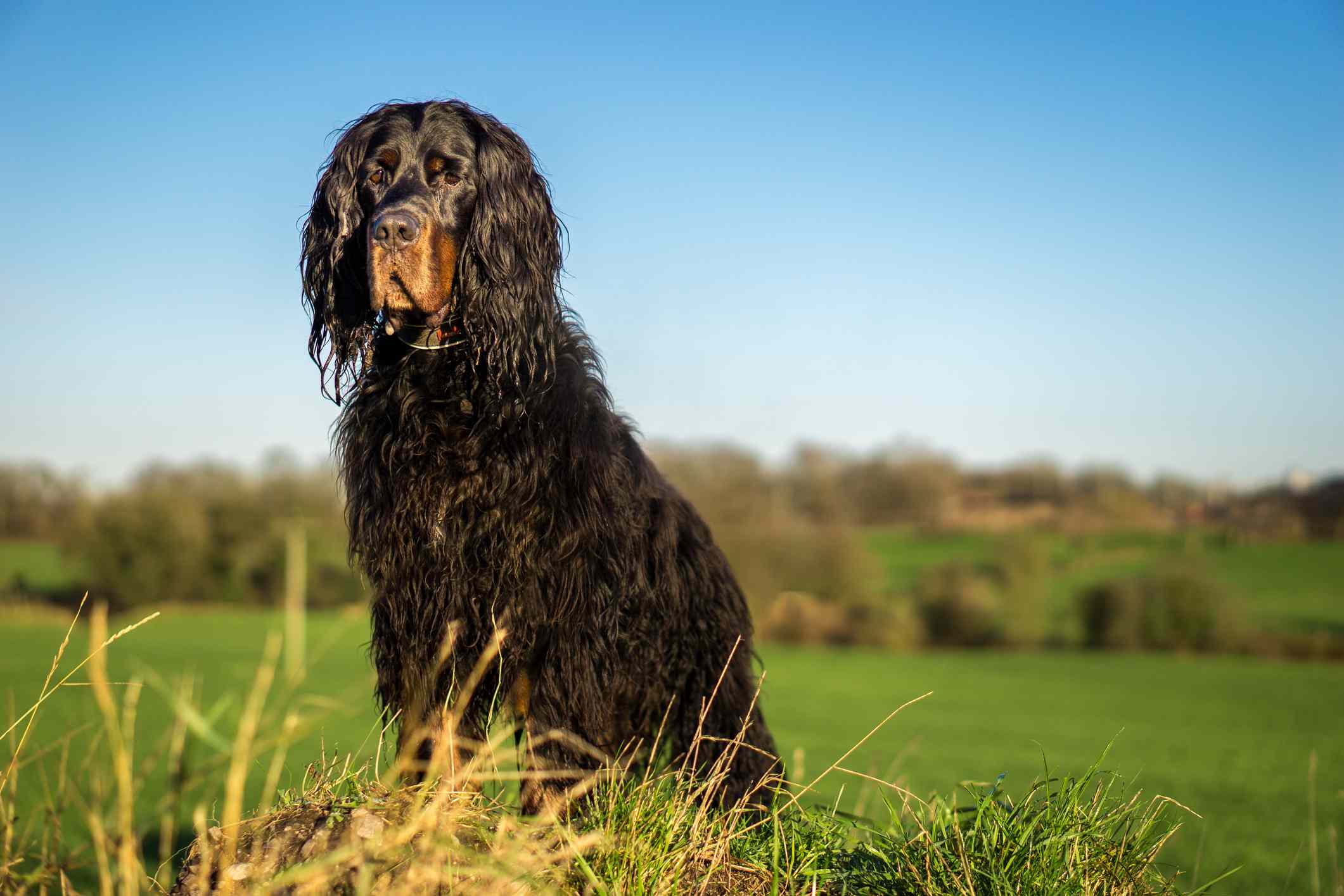 Gordon Setter with wavy hair sitting in a large field