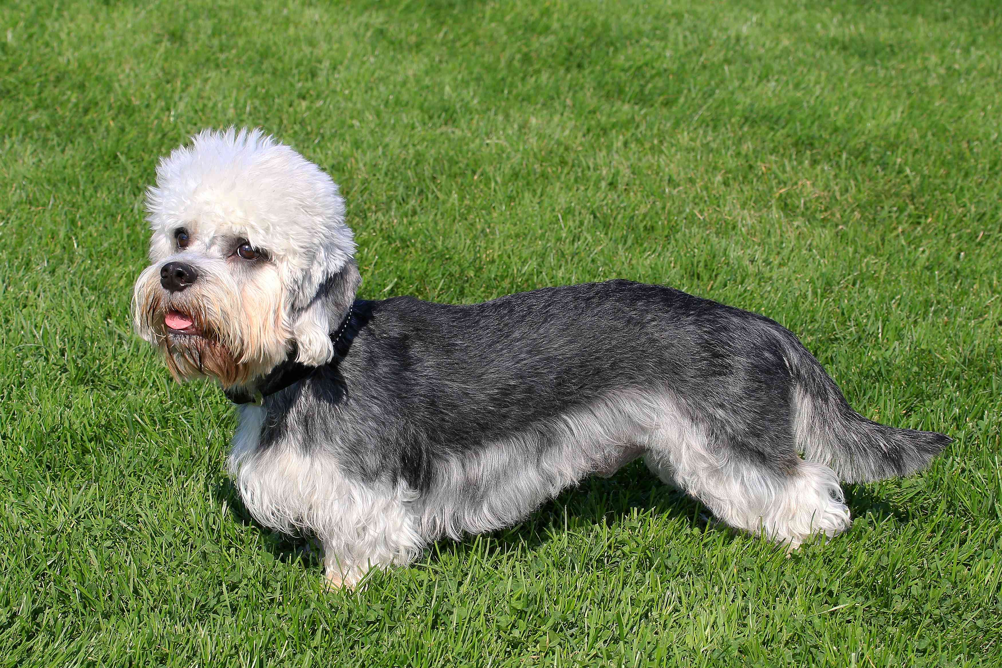 Side profile of white and gray Dandie Dinmont Terrier standing in the grass