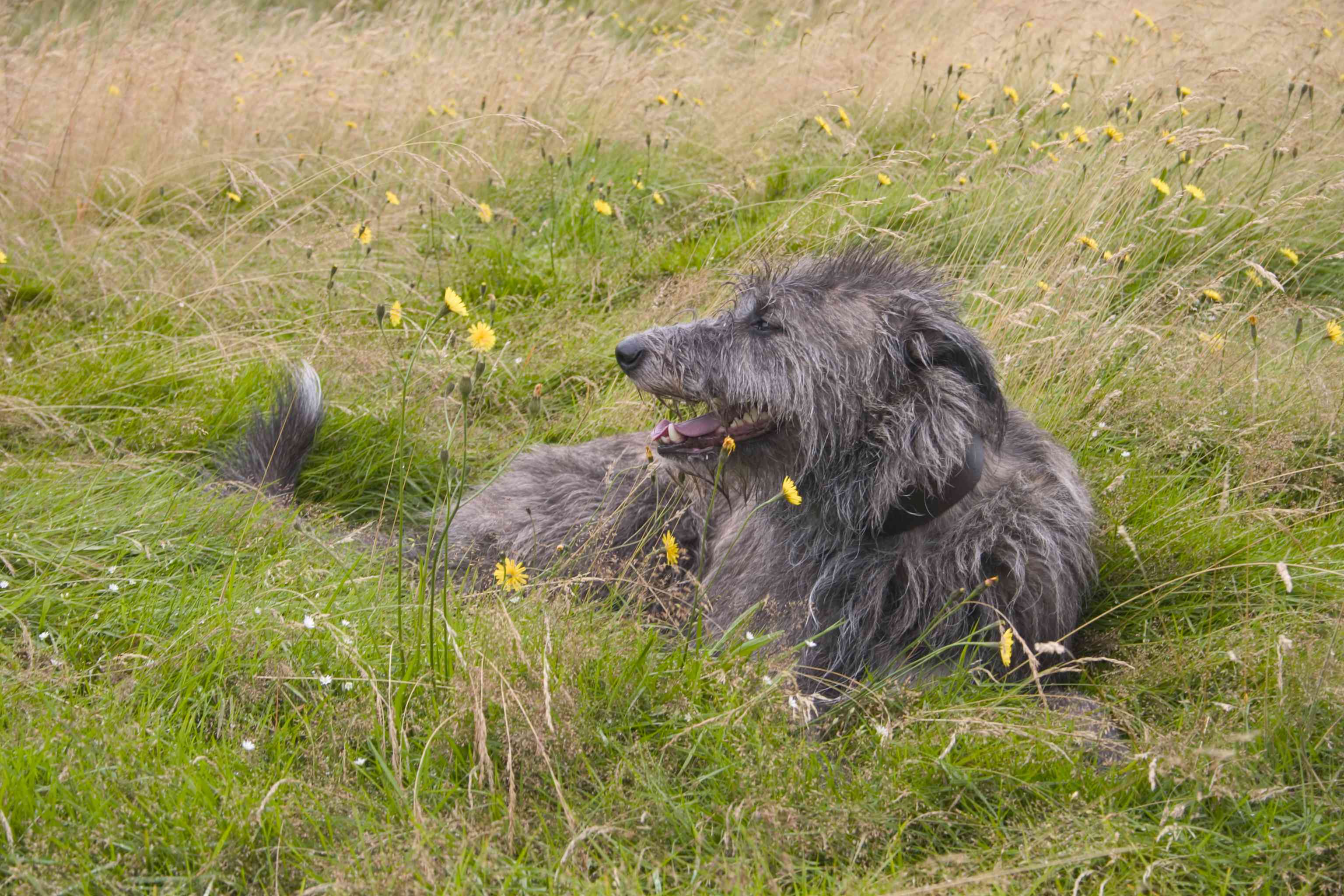 Scottish Deerhound lying in the grass