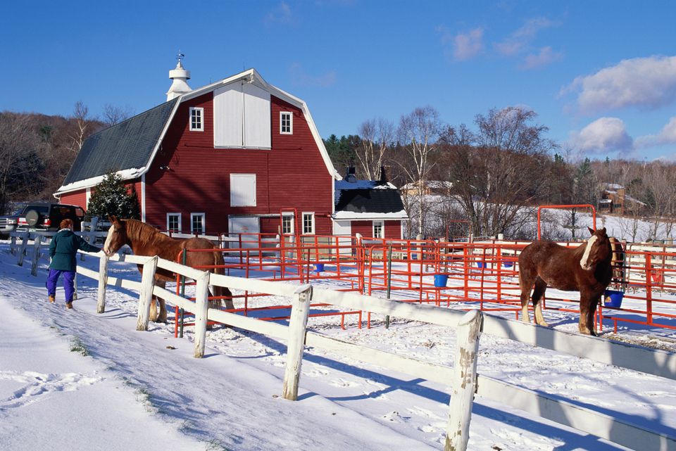 DRAFT HORSES IN BARN YARD IN SNOW IN VERMONT