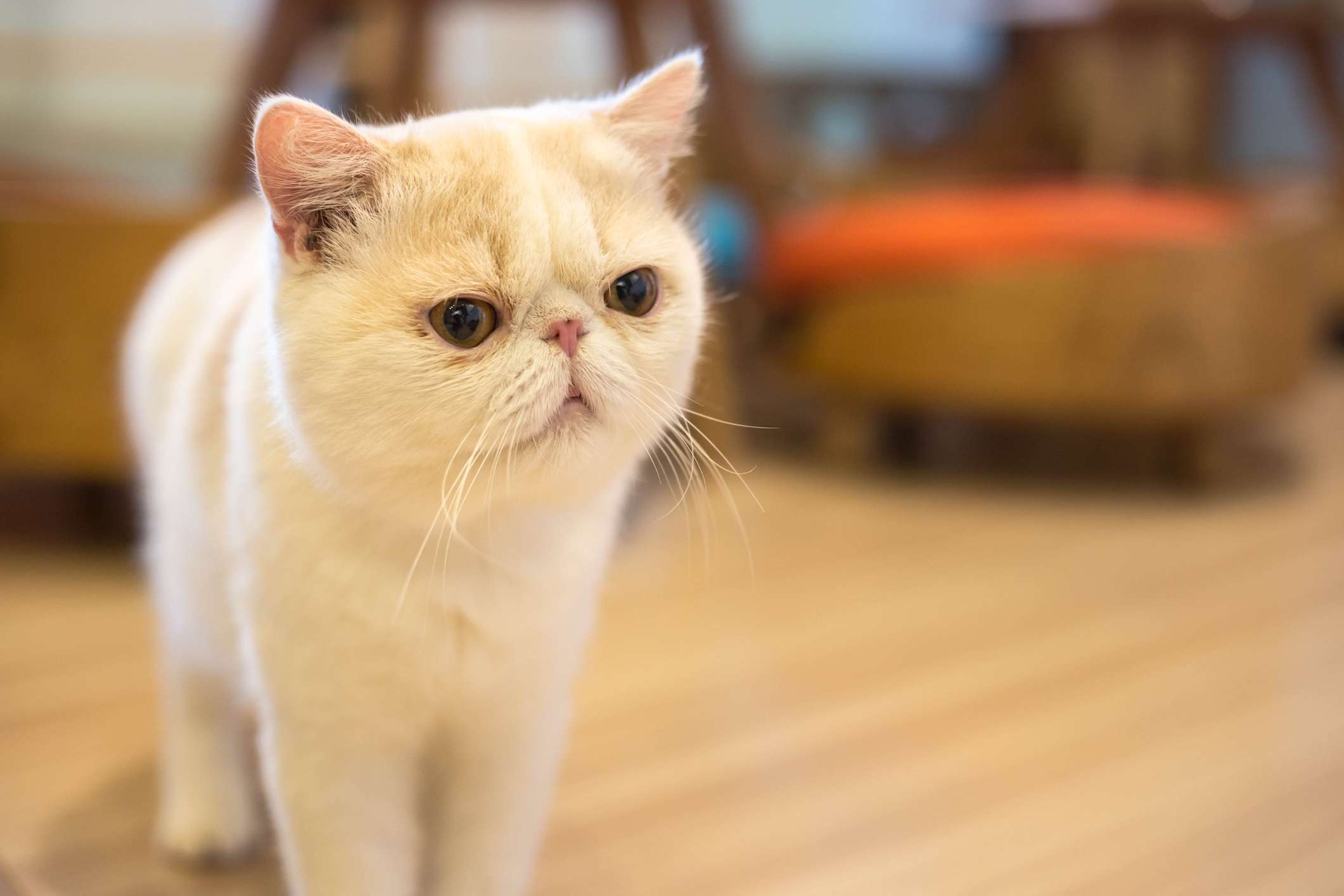 Exotic shorthair cat breed portrait