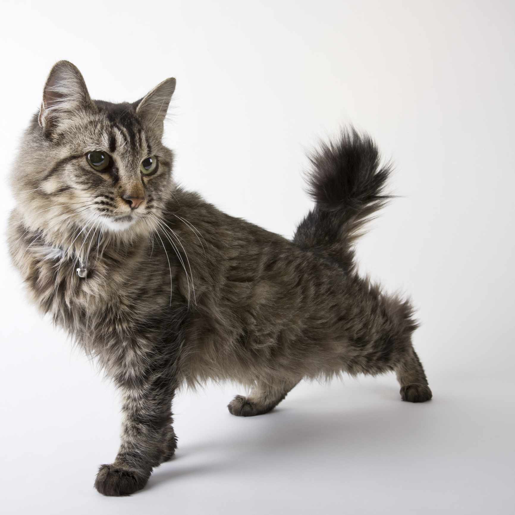 American bobtail cat breed portrait