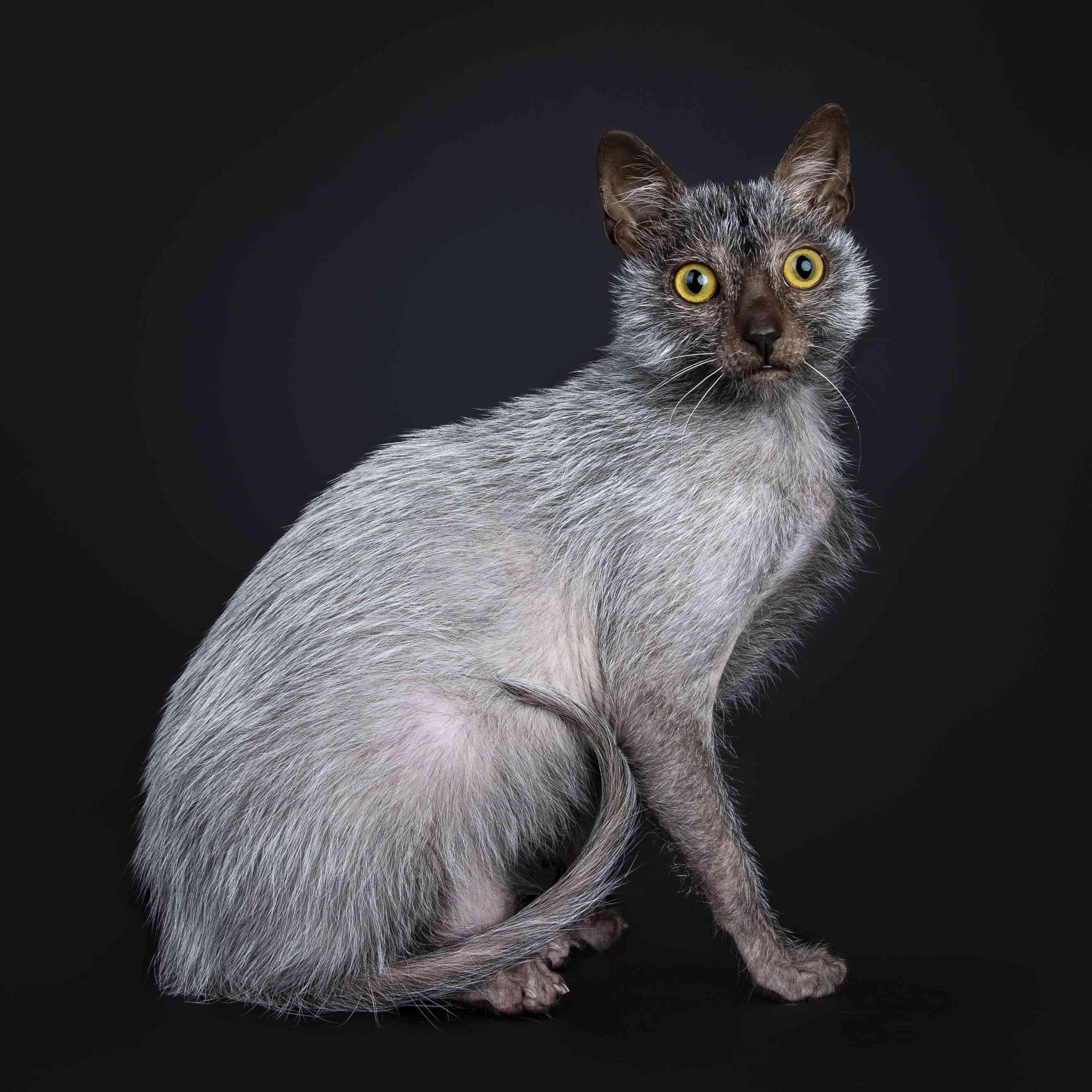 Lykoi cat breed portrait