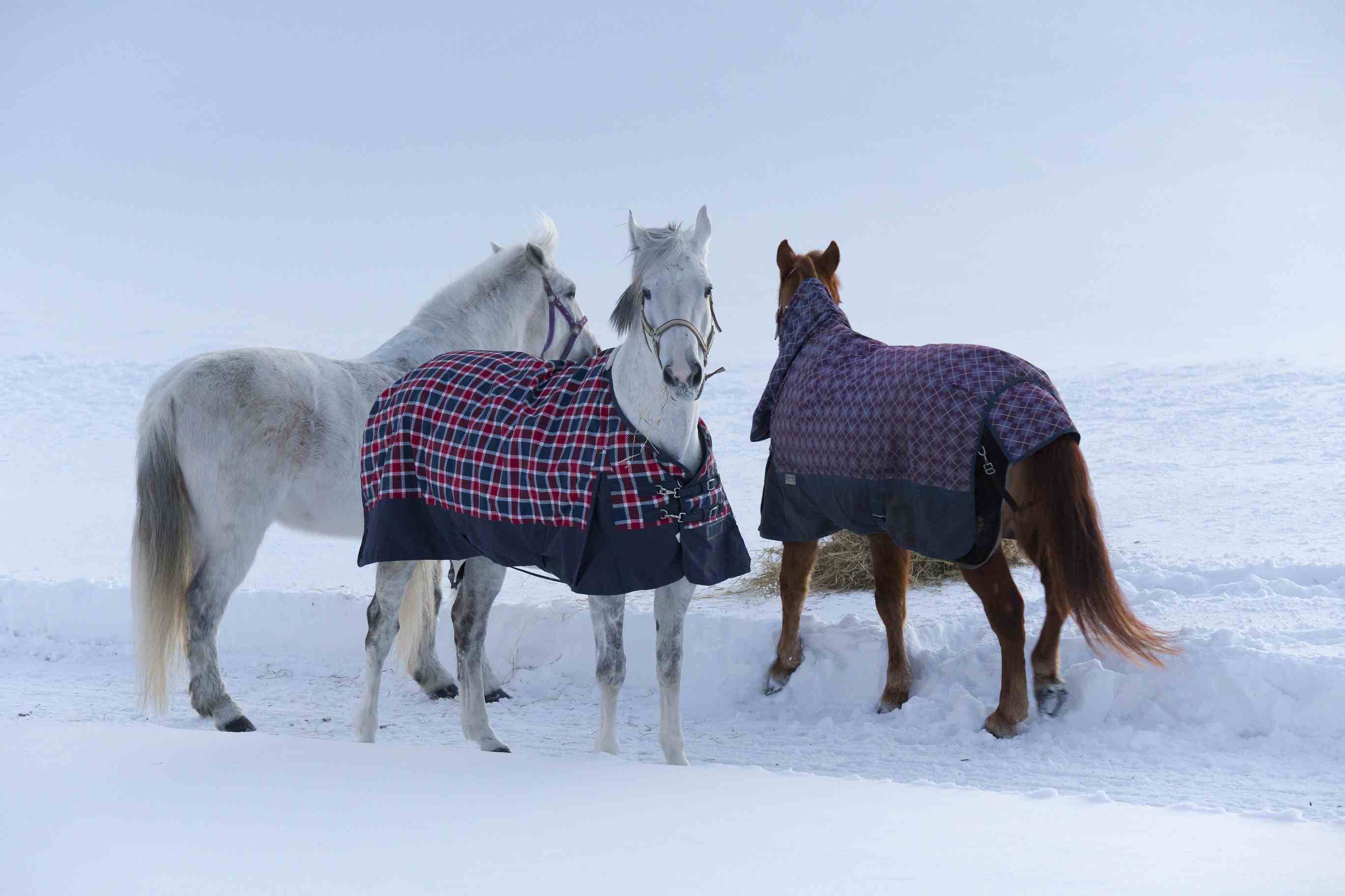Three horses in the snow with two of them wearing blankets.