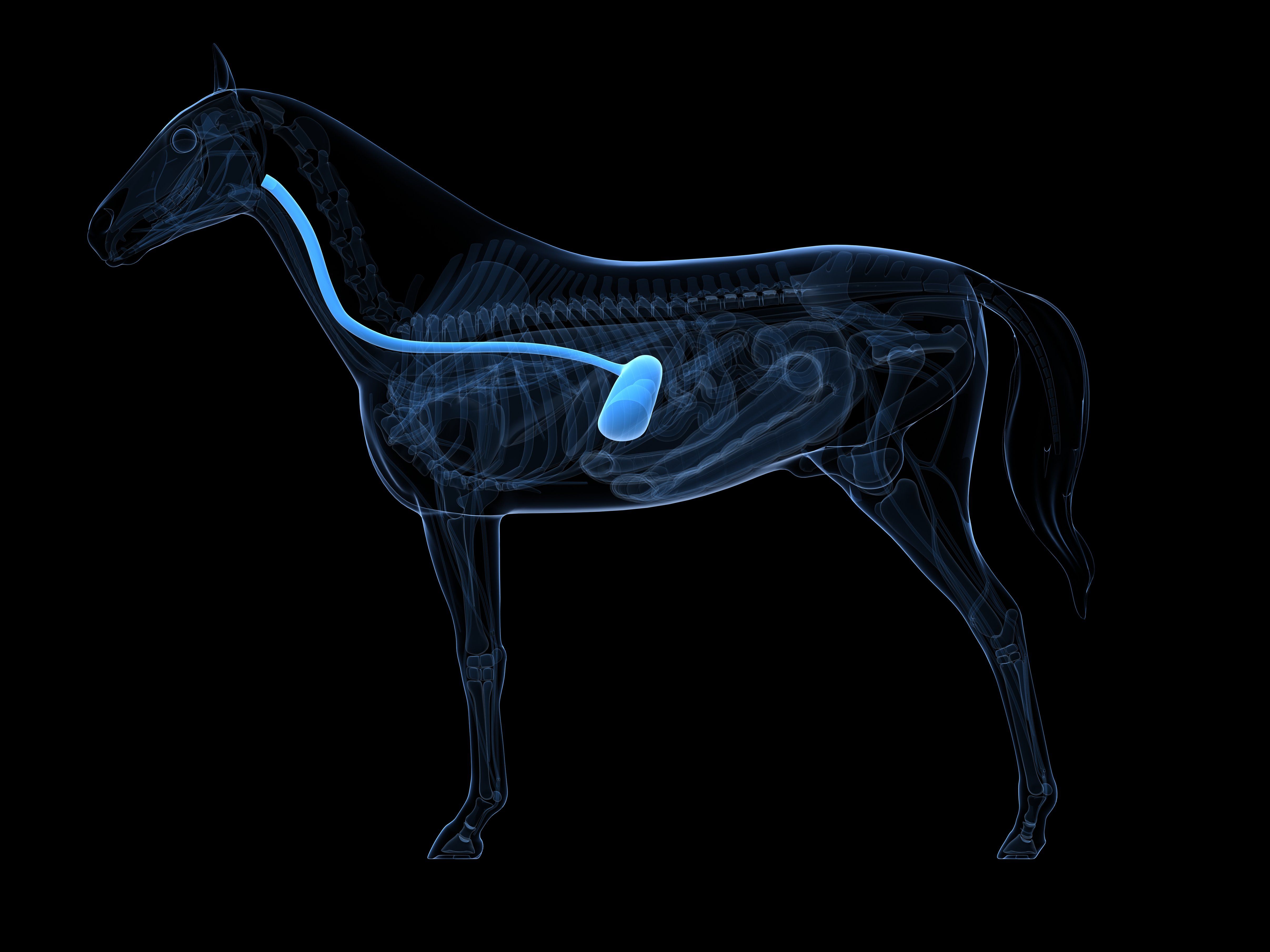 Horse skeleton, artwork