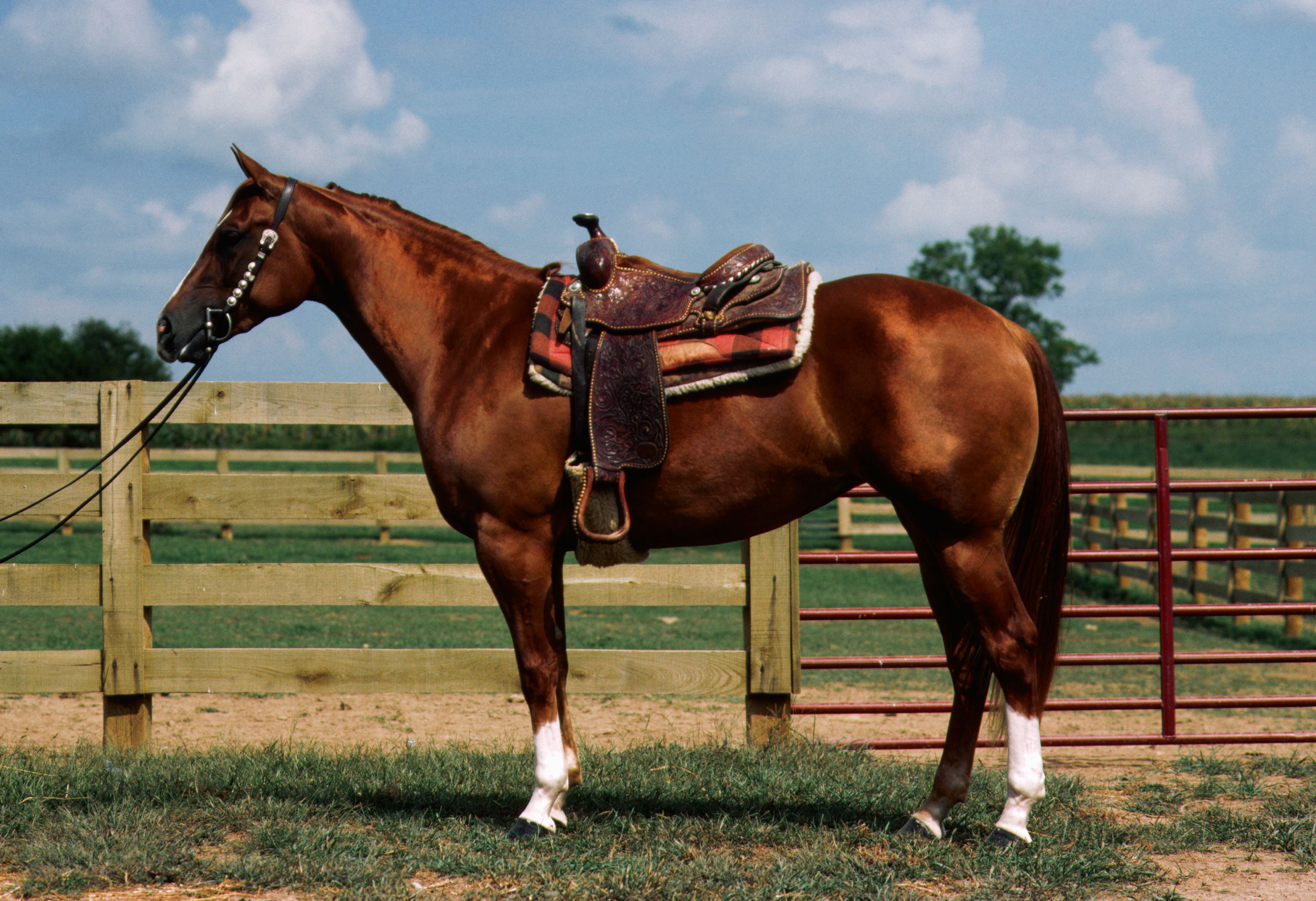 Quarter Horse with western saddle.
