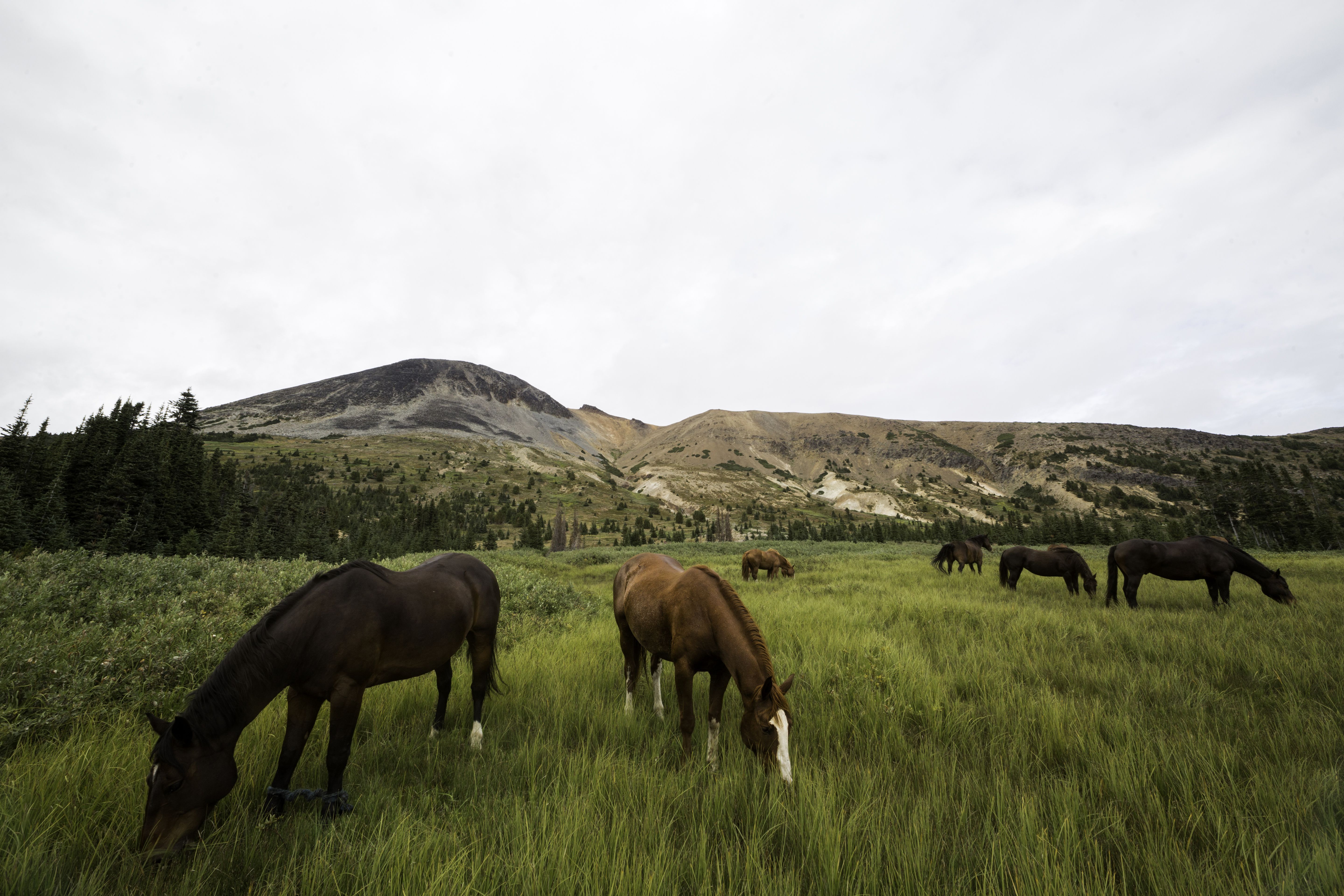 Horses grazing in Canada, British Columbia, Tweedsmuir Park, Chilcotin region, Chilcotin Ark, Rainbow Mountains