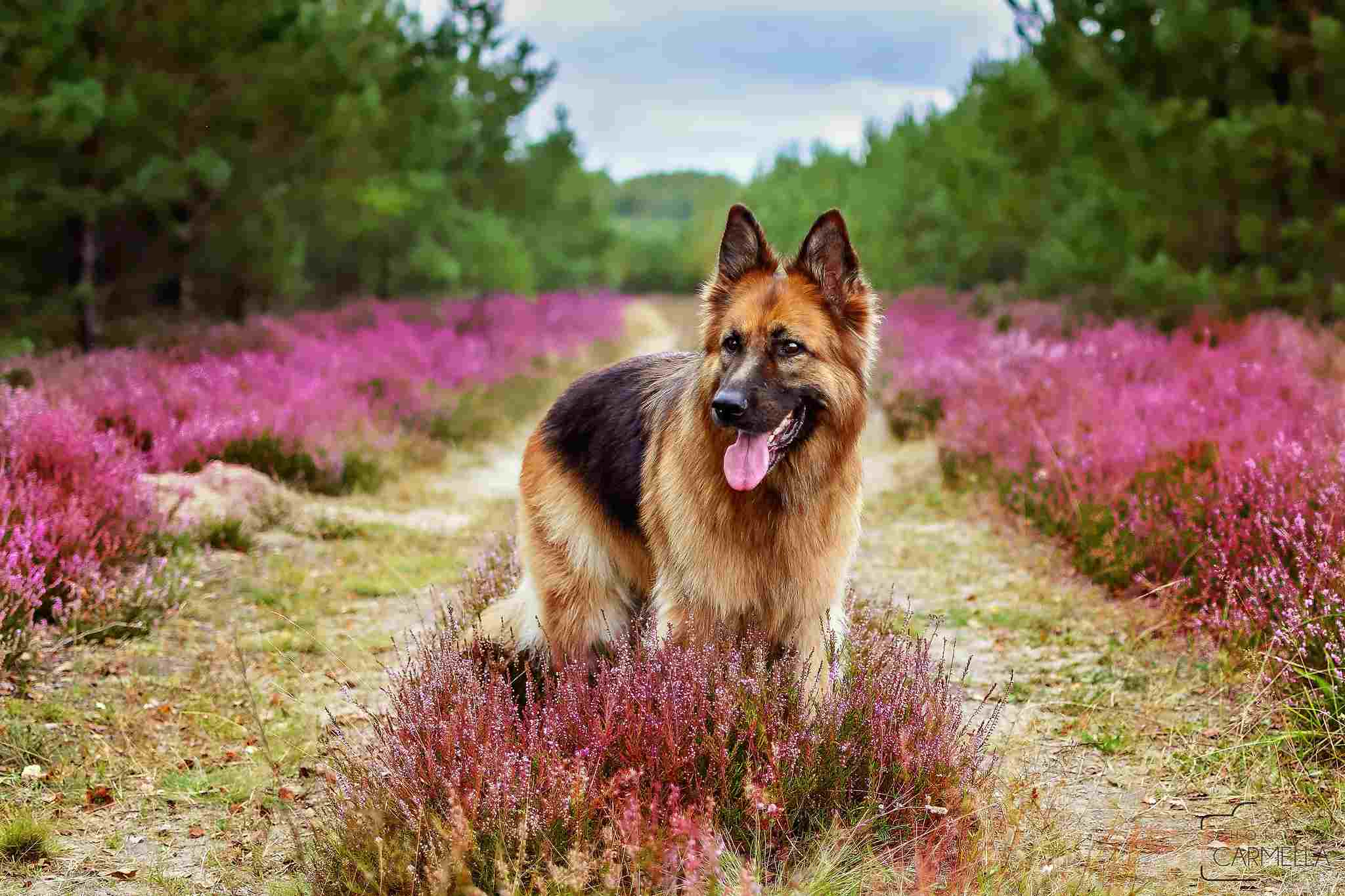 cute german shepherd in field