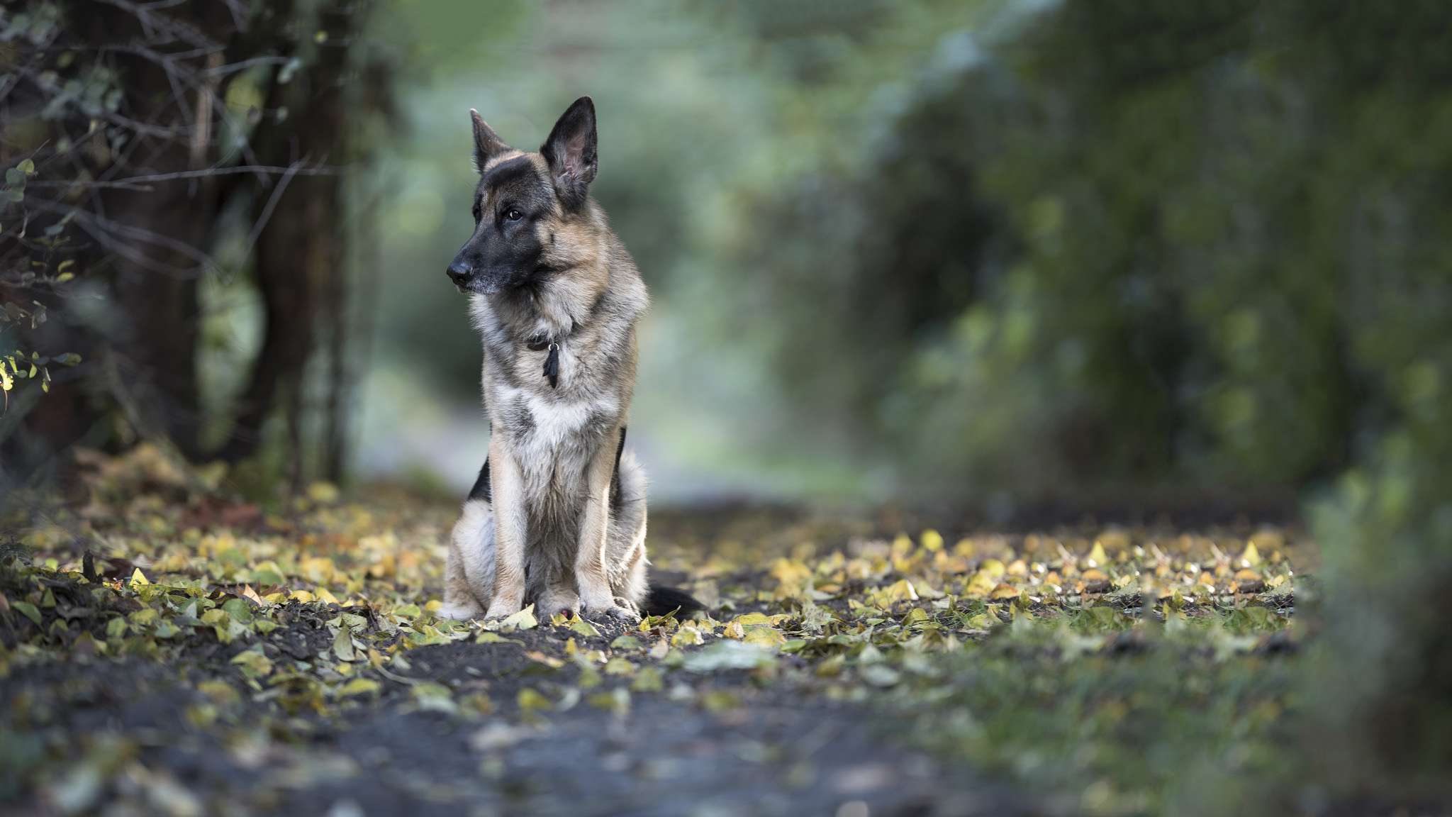 cute german shepherd dog