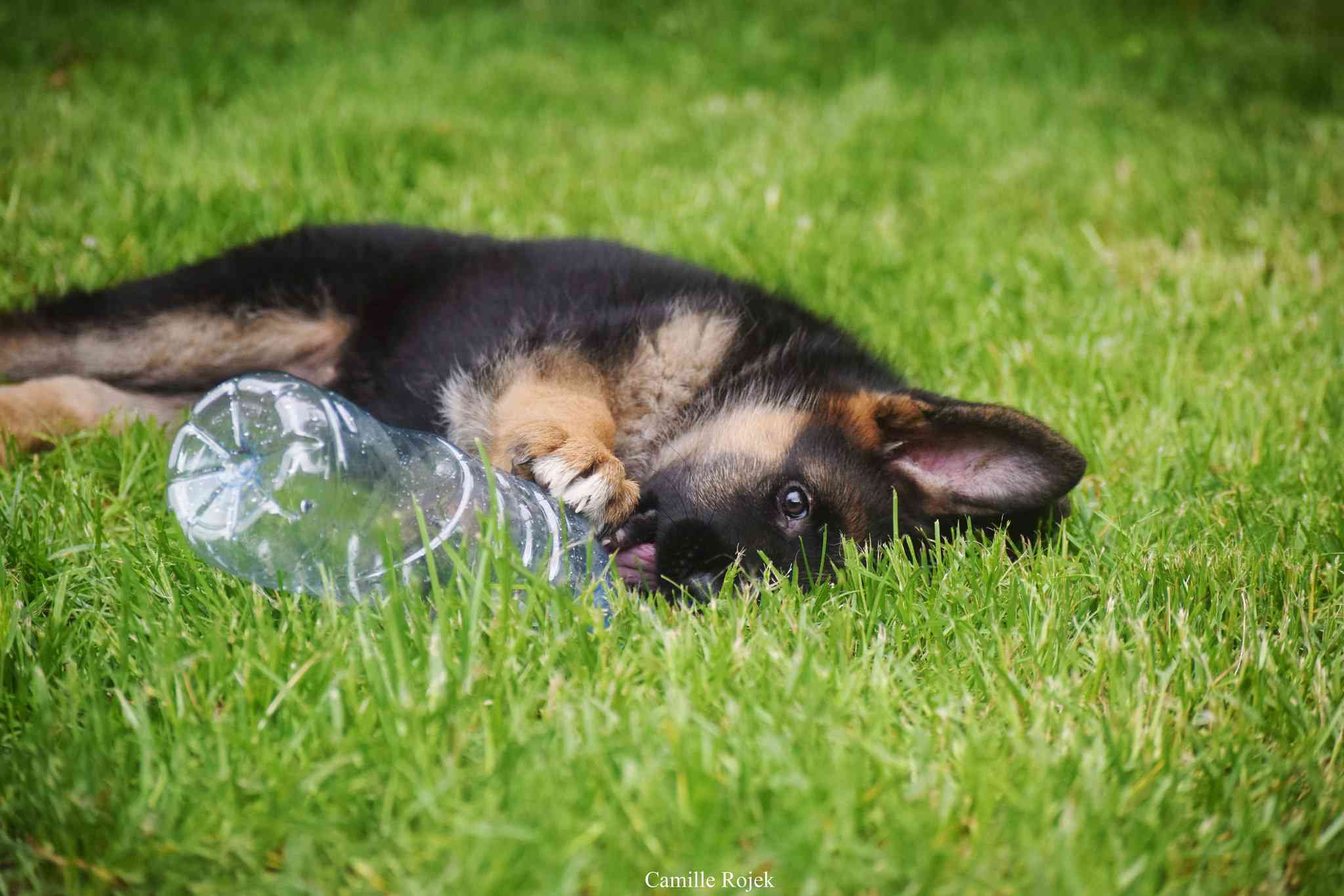 cute german shepherd puppy chewing on plastic water bottle