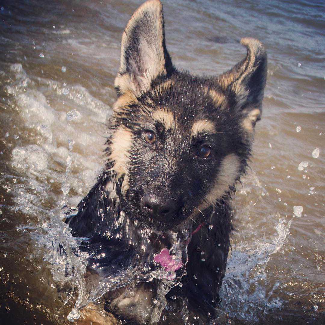 cute german shepherd puppy swimming