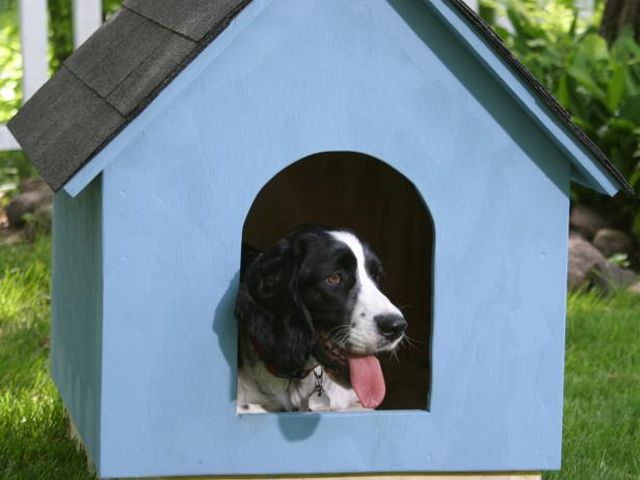 A dog inside of an A-frame dog house.