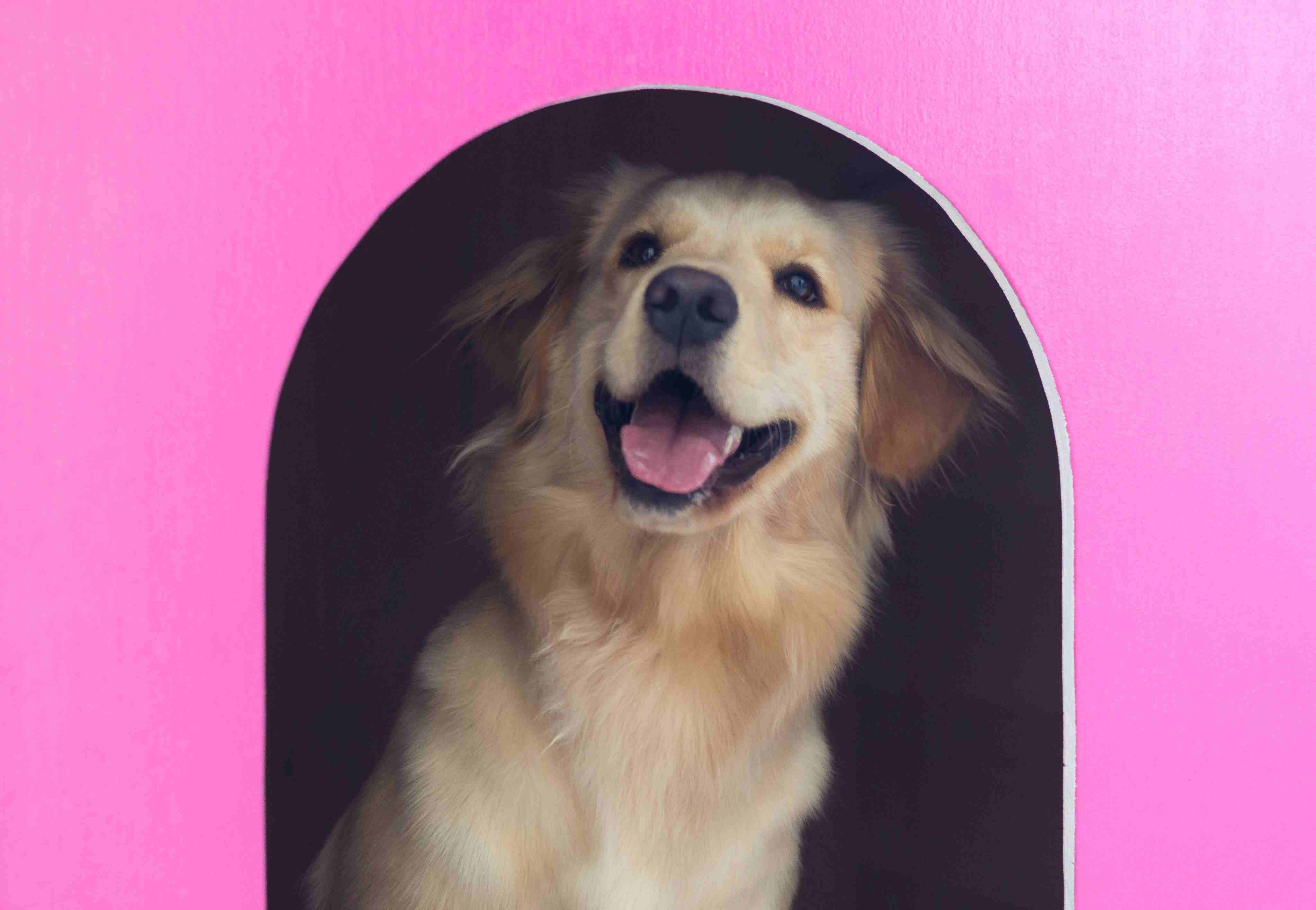 Close-Up Of Dog In Pink Kennel