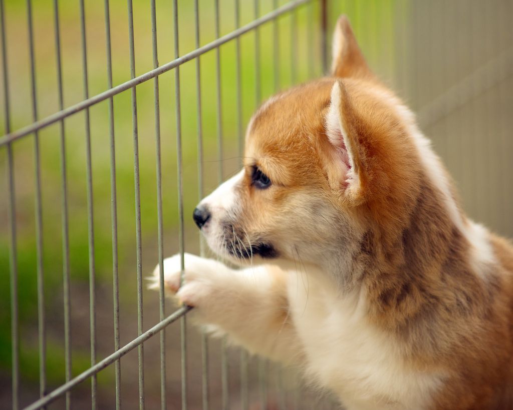 Small puppy with paw on fence