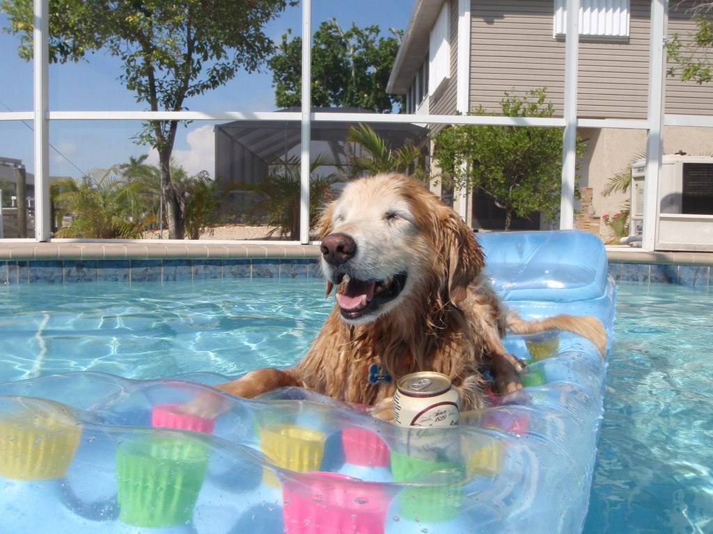 Dog on float in pool
