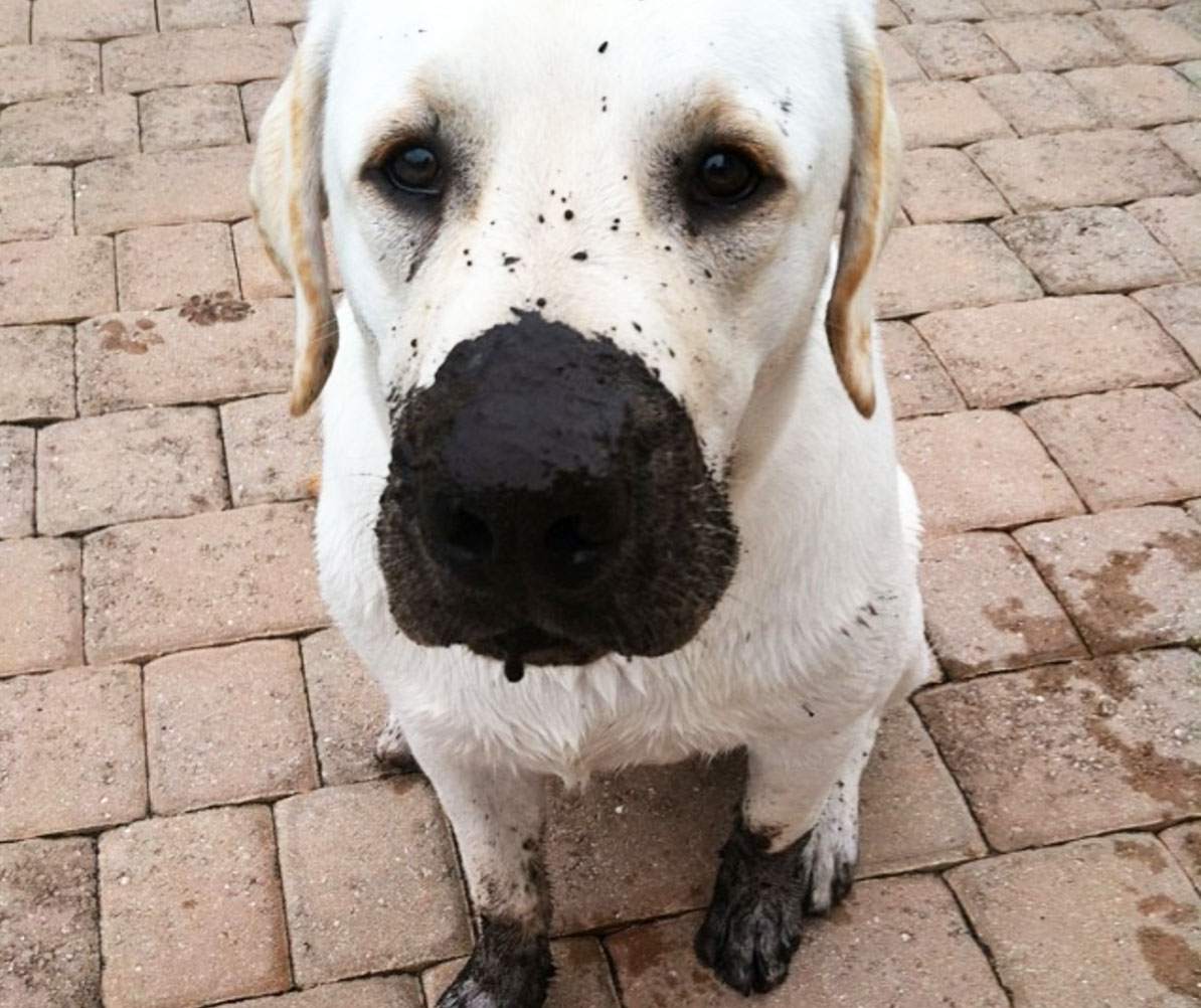 Dog with dirty nose and feet