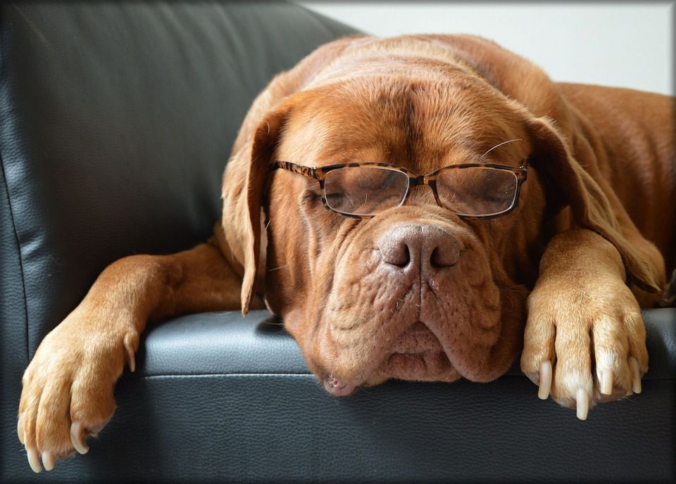 Sleeping dog with glasses on