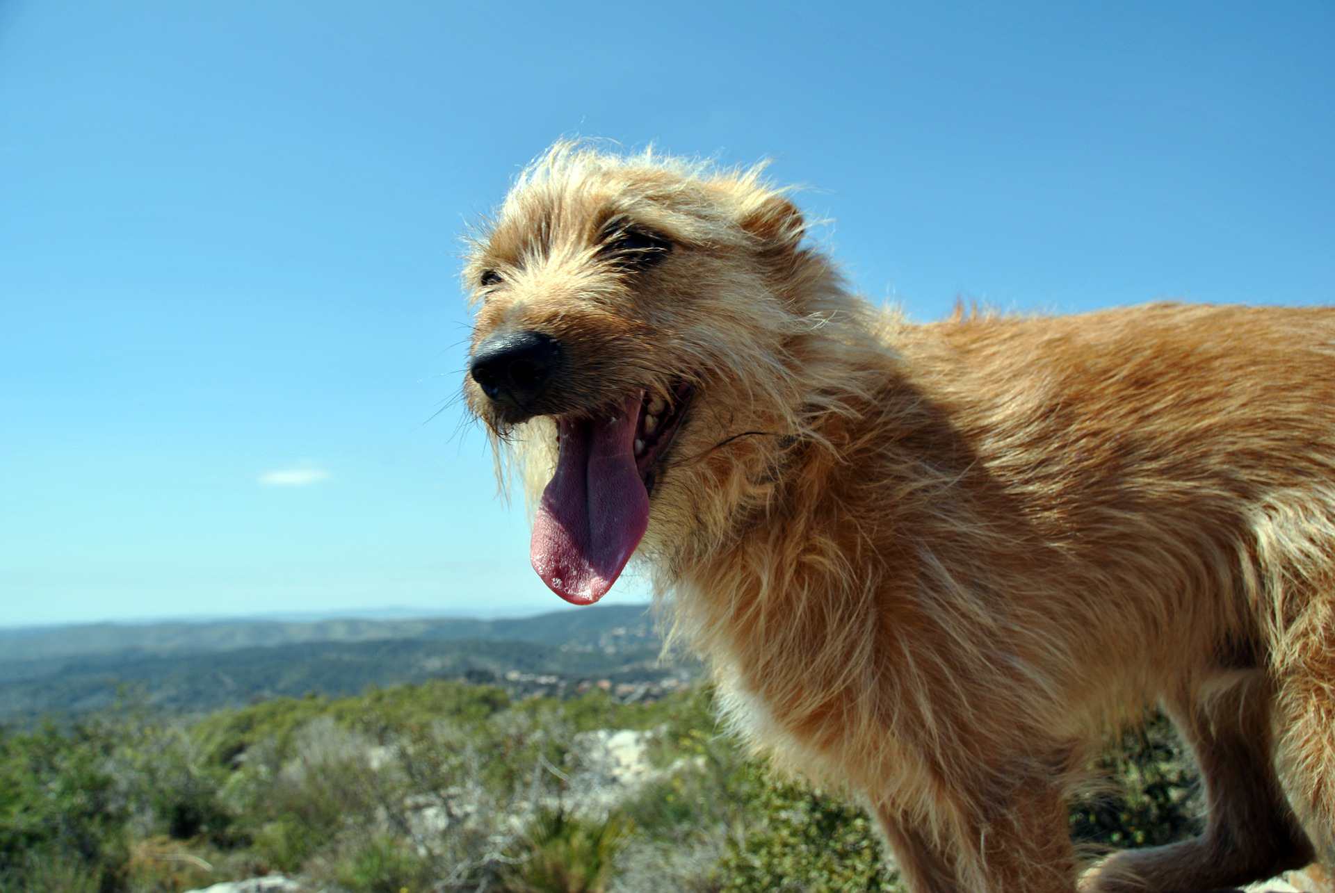 Dog on a mountain top