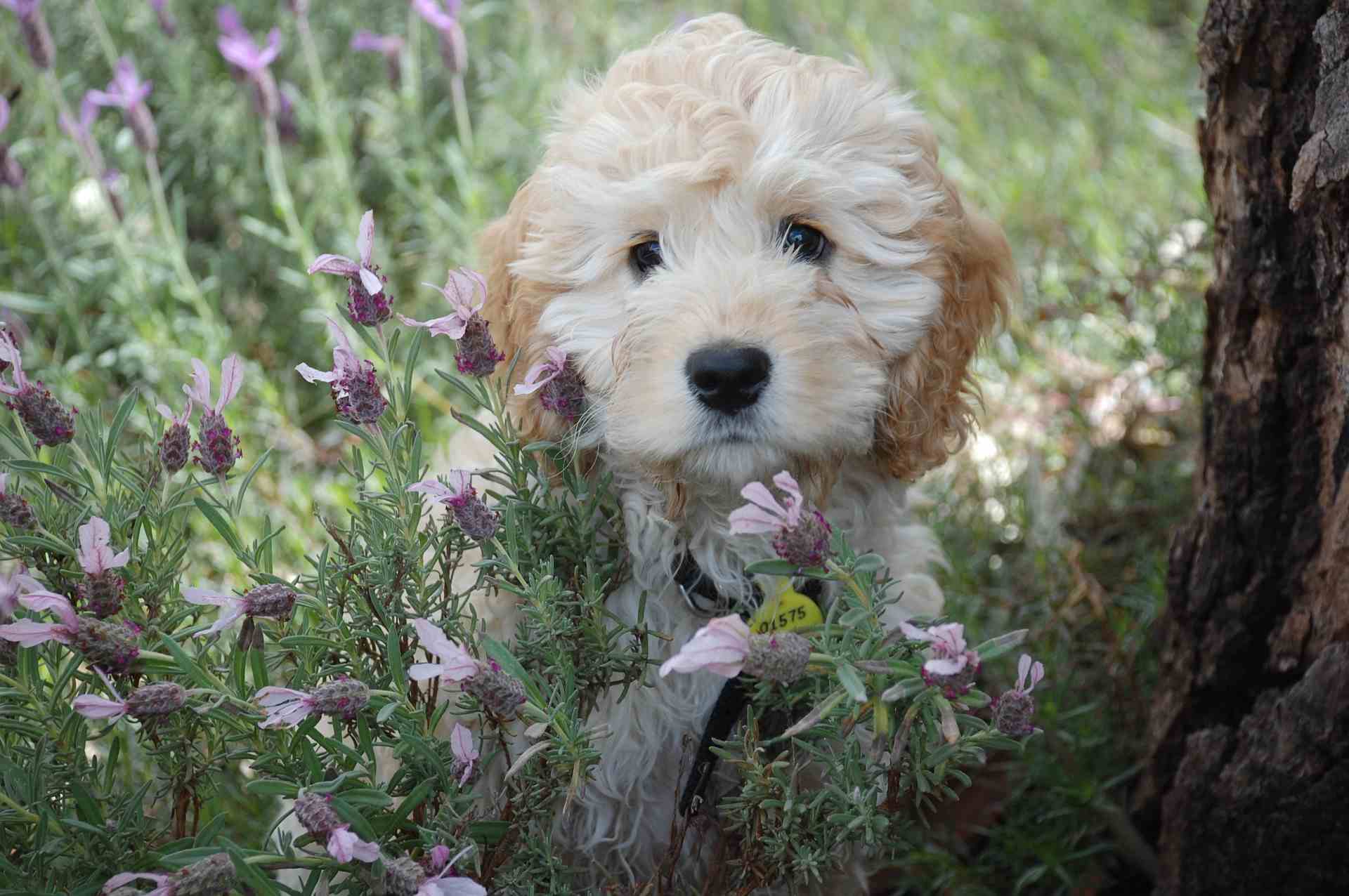 Small dog sitting in flowers