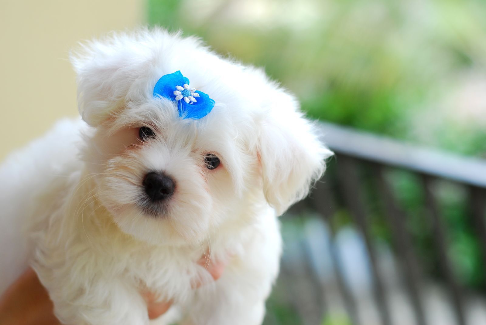 Small fluffy white dog with a blue bow