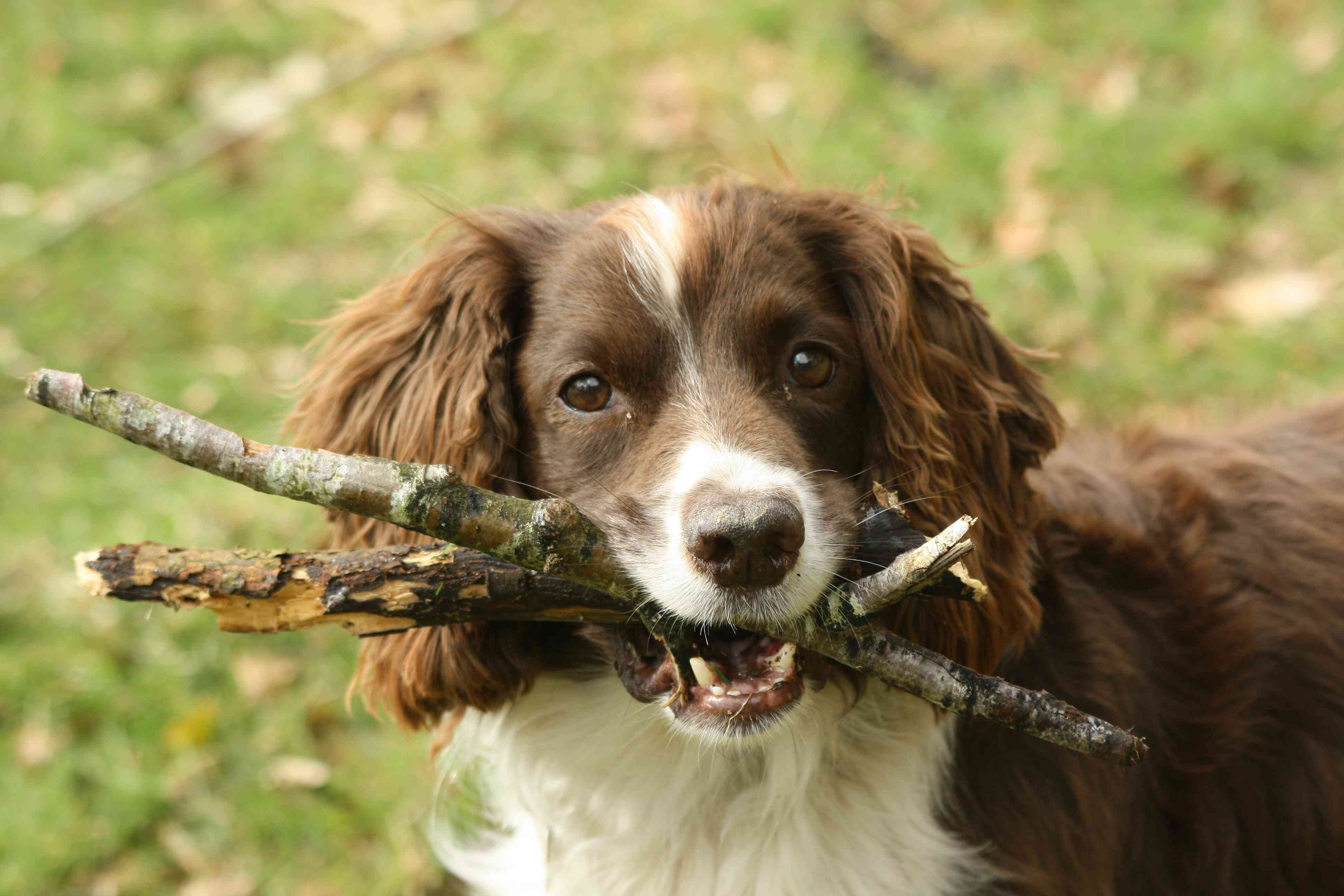 Dog carrying branches in mouth