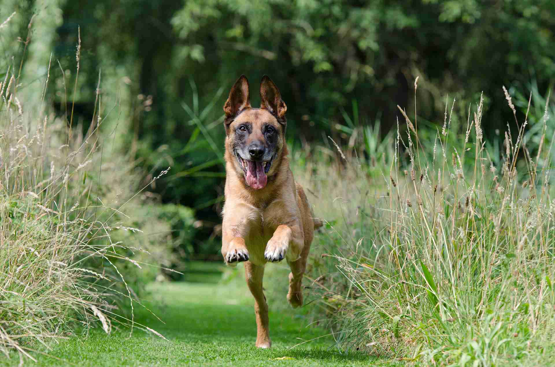 Dog running across the green