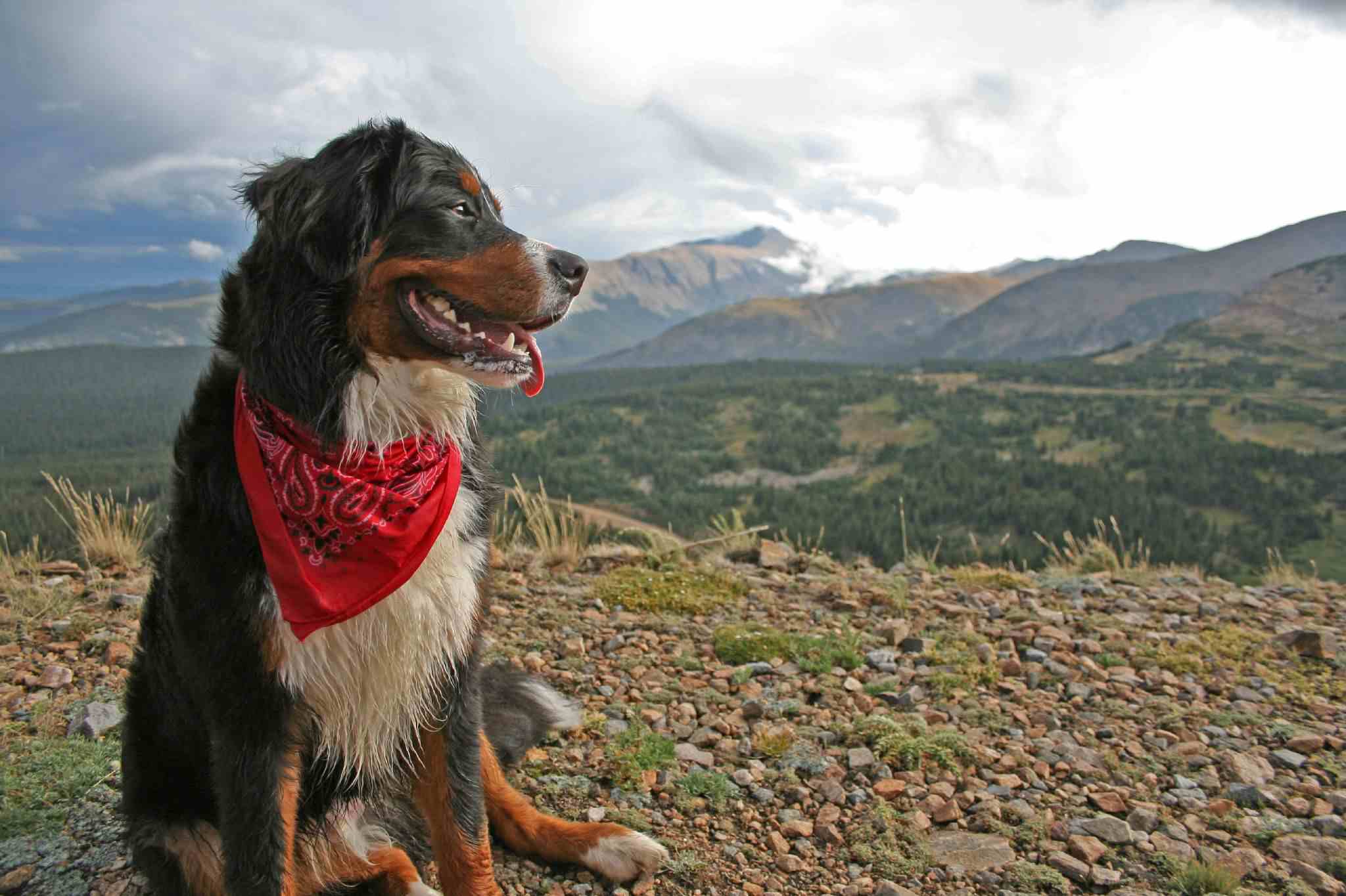 Dog with red bandana on mountaintop