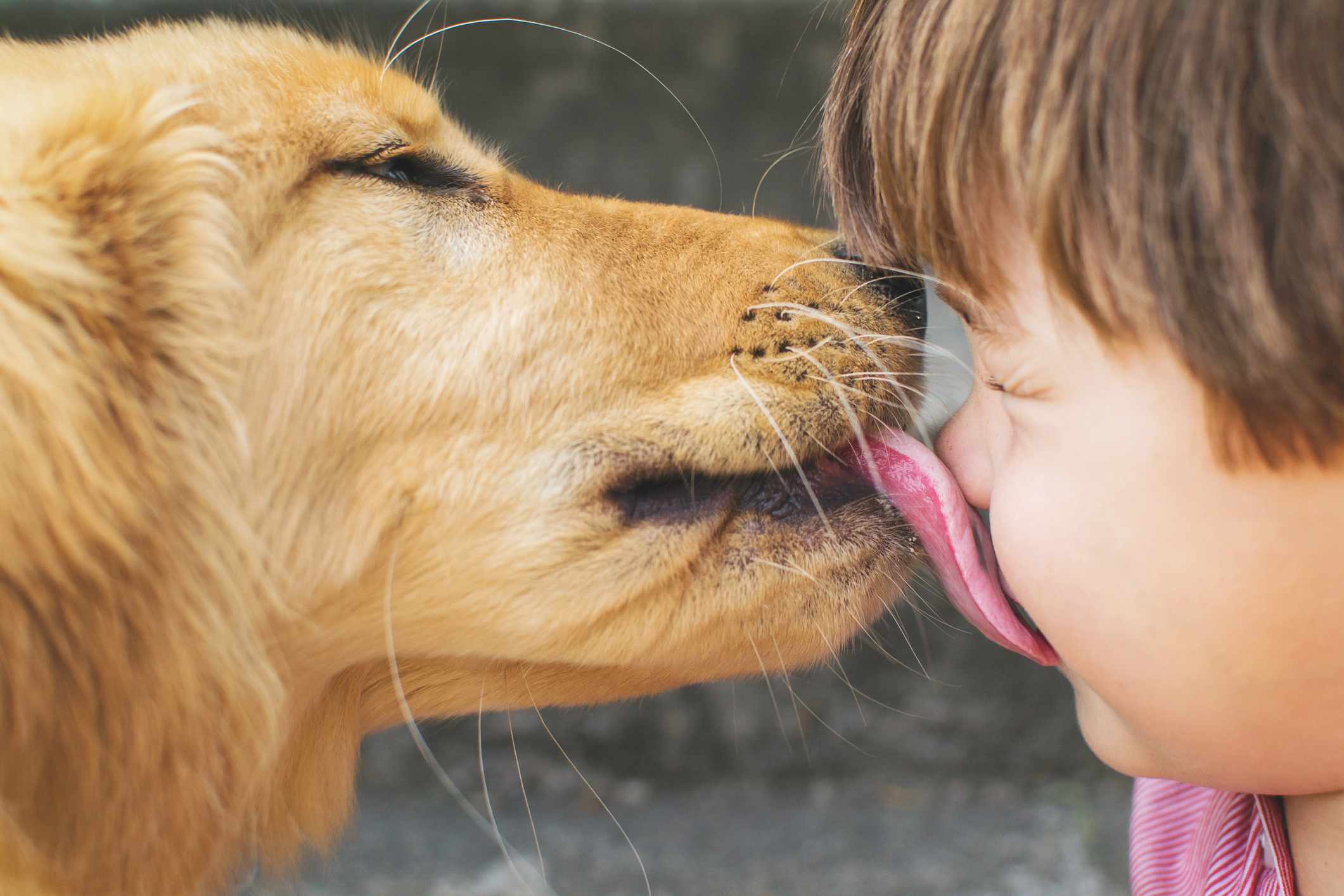 Dog licking young boy