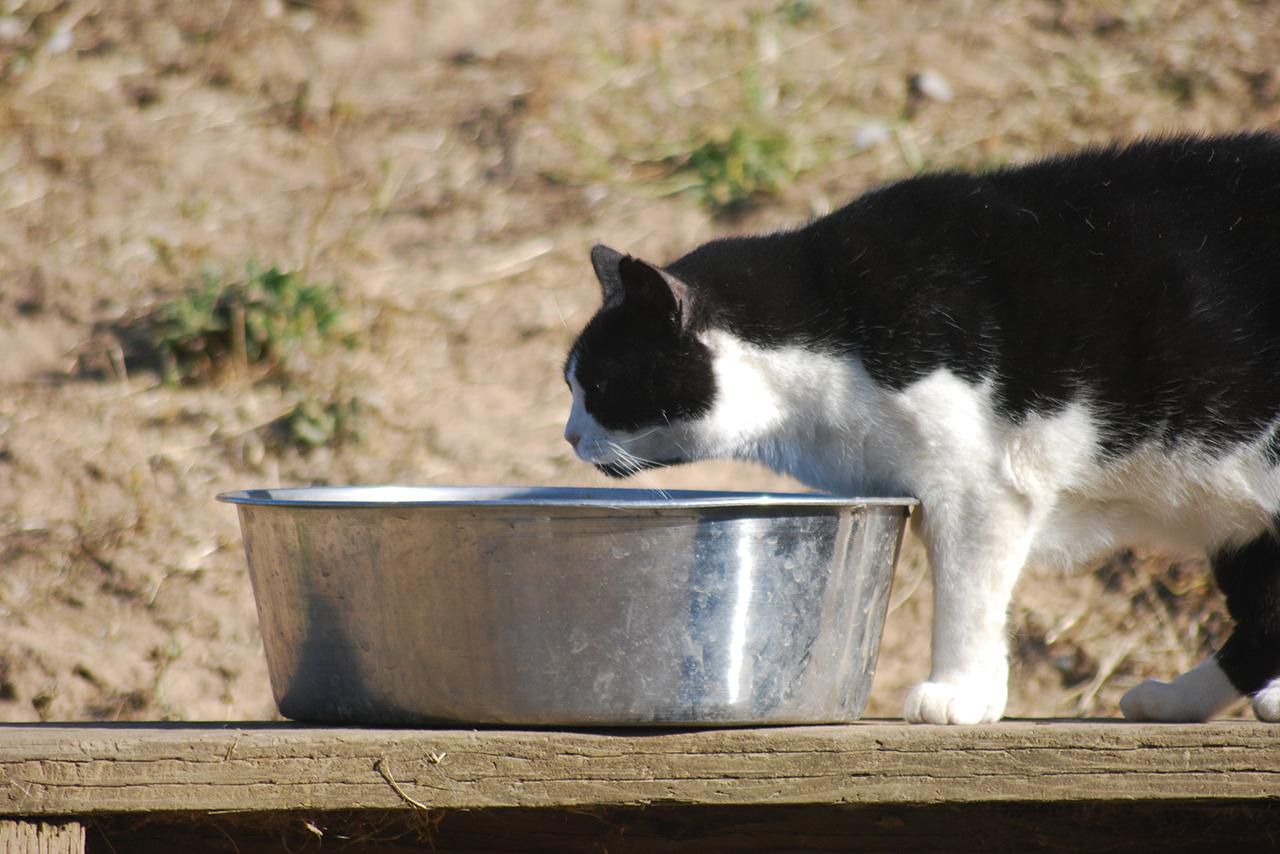 cat drinking out of big silver water bowkl