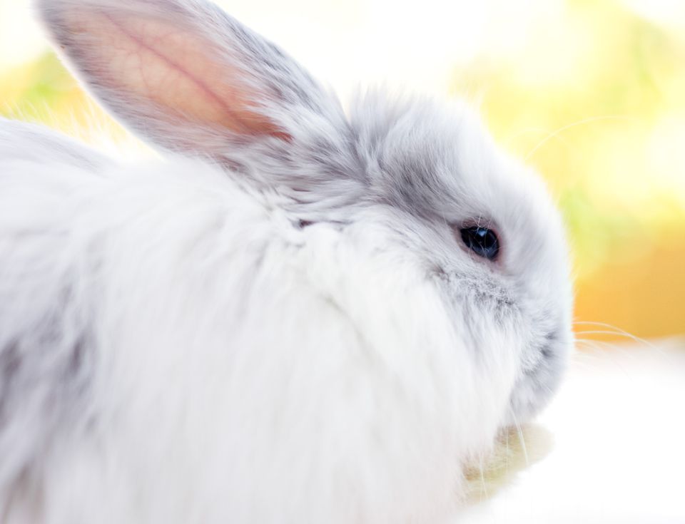 Profile of a medium hair grey and white rabbit